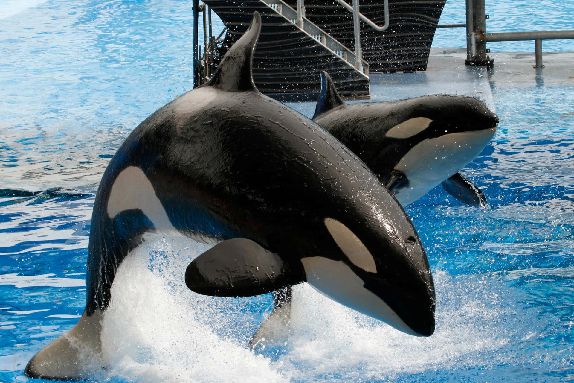 Two Cute Killer Whale Picture