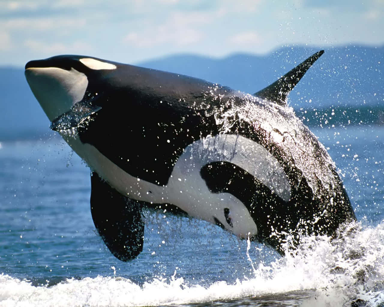 Immaginedi Un'orca Orca Killer Che Fa Acrobazie.