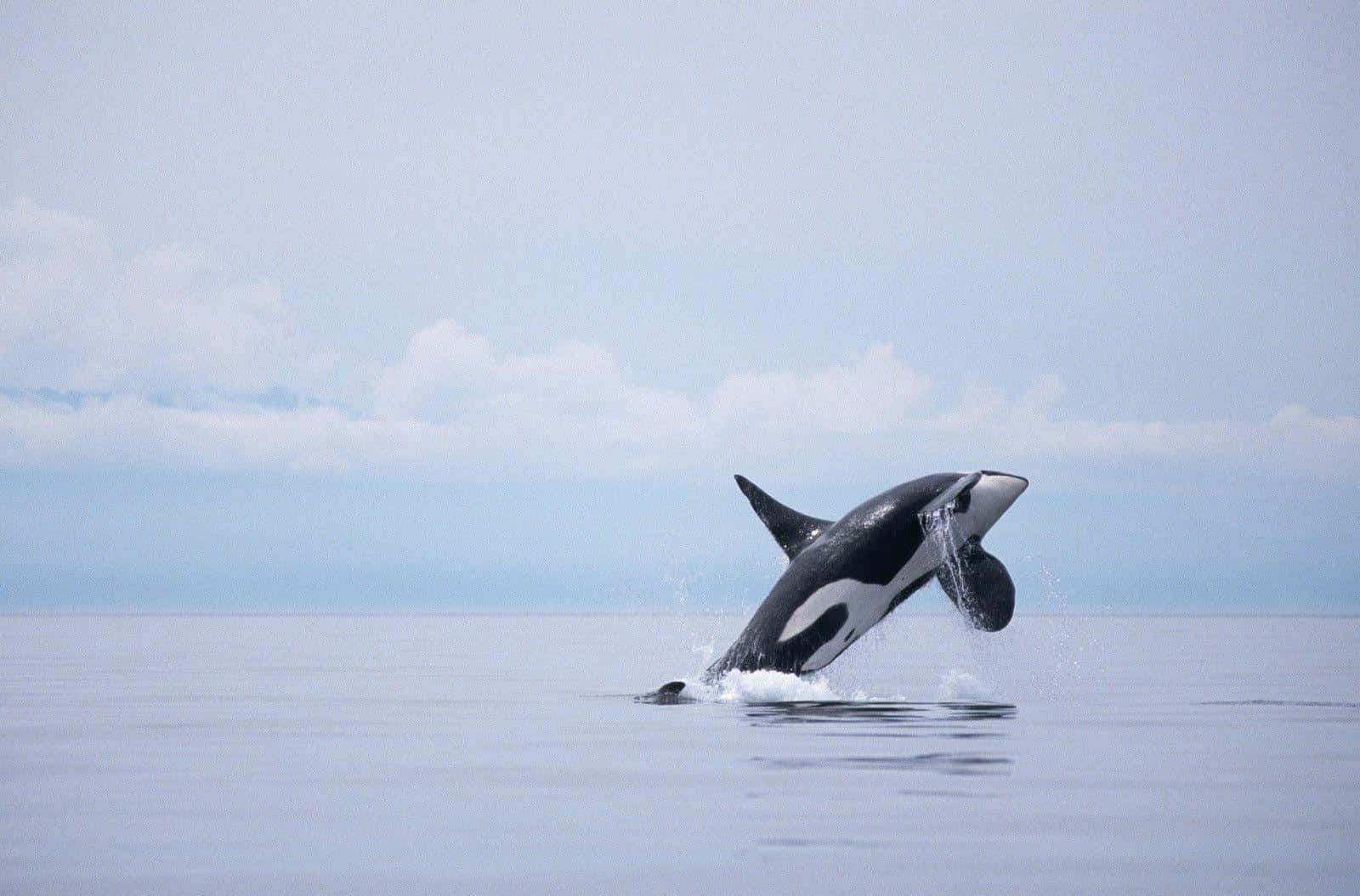 Immaginedi Un'orca, Una Balena Assassina, Che Salta Nell'oceano.