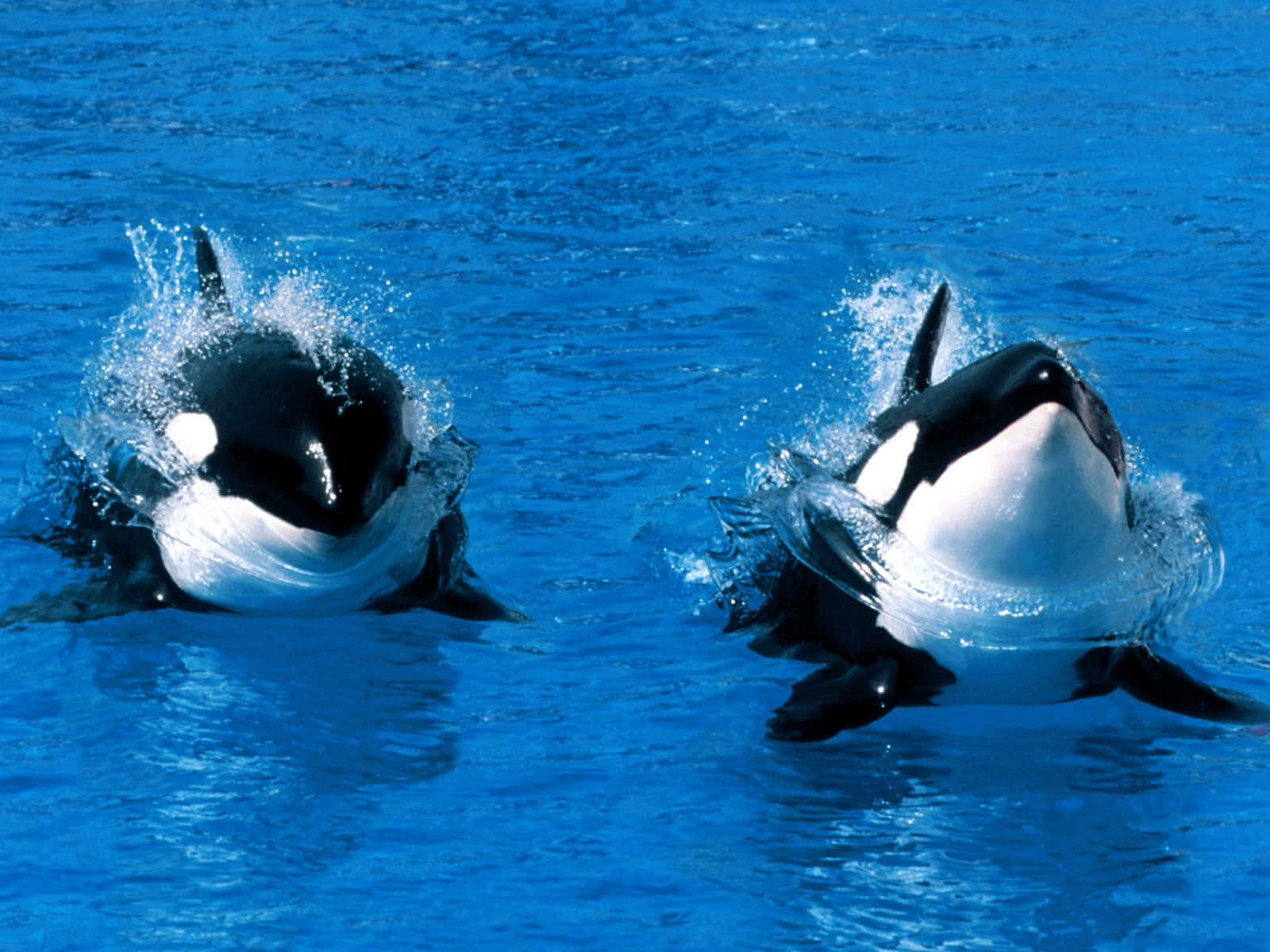 Two Killer Whale Floating Picture