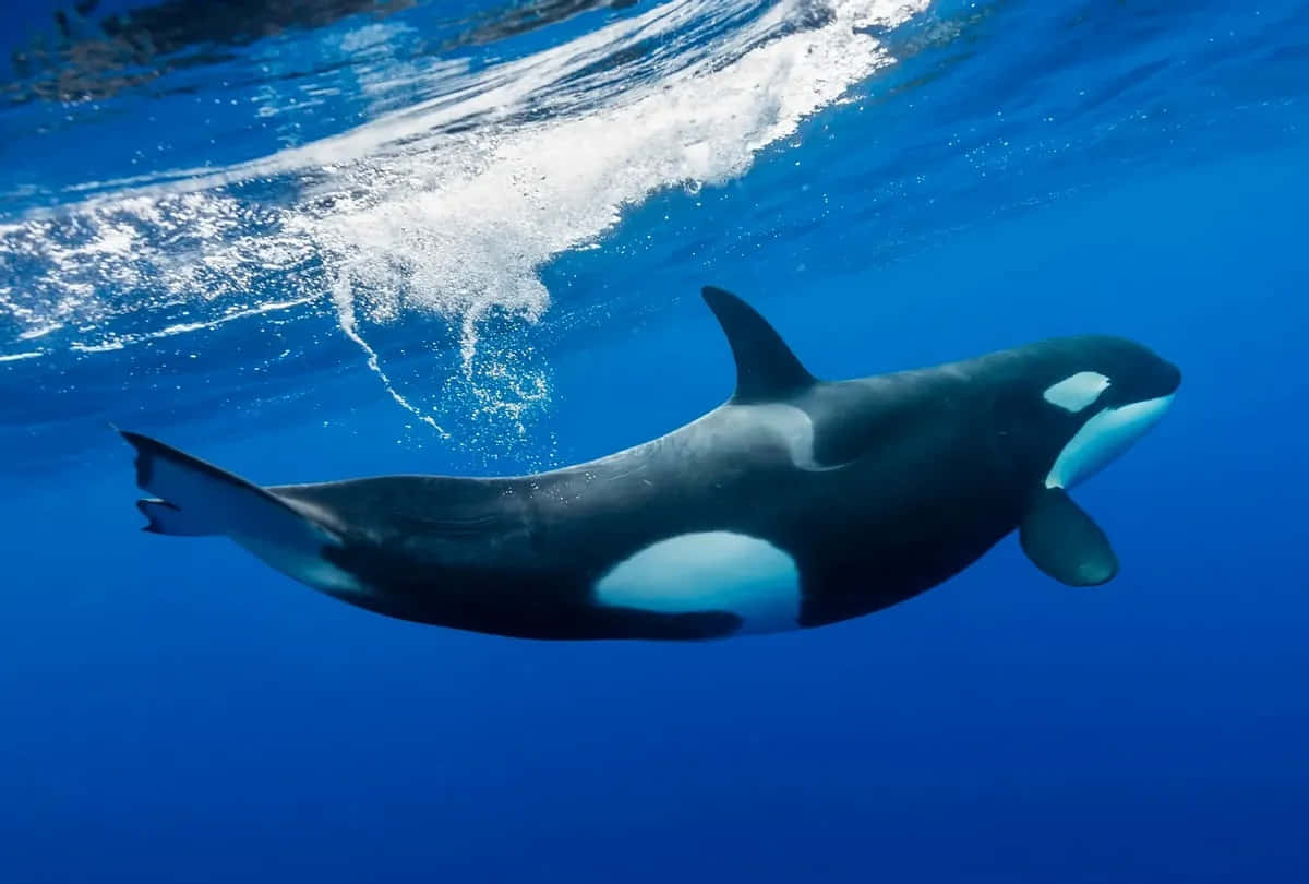 Immaginedi Un'orca Killer Che Nuota