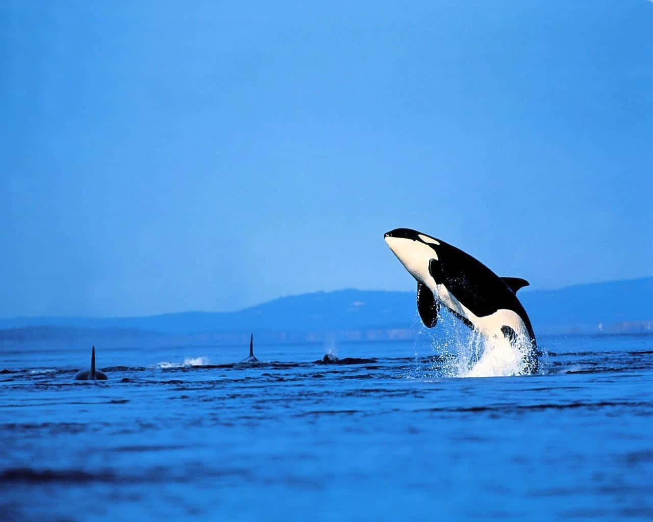 Imagende Una Orca Asesina Saltando Fuera Del Agua.