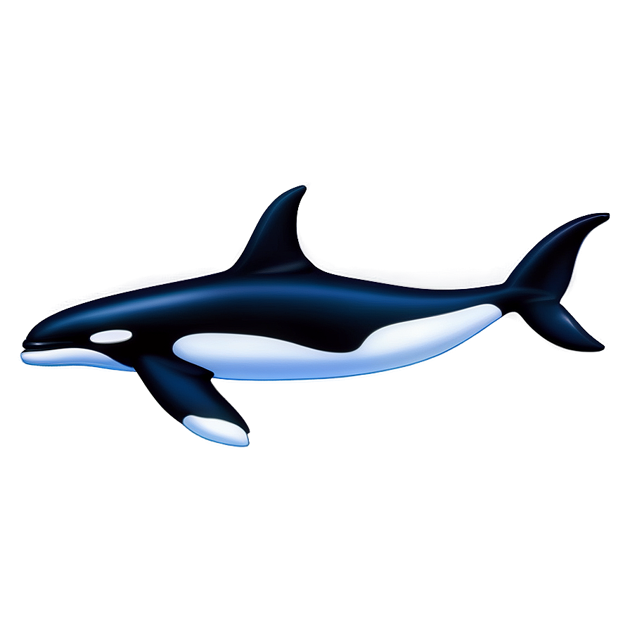 Download Killer Whale Png Fnn | Wallpapers.com