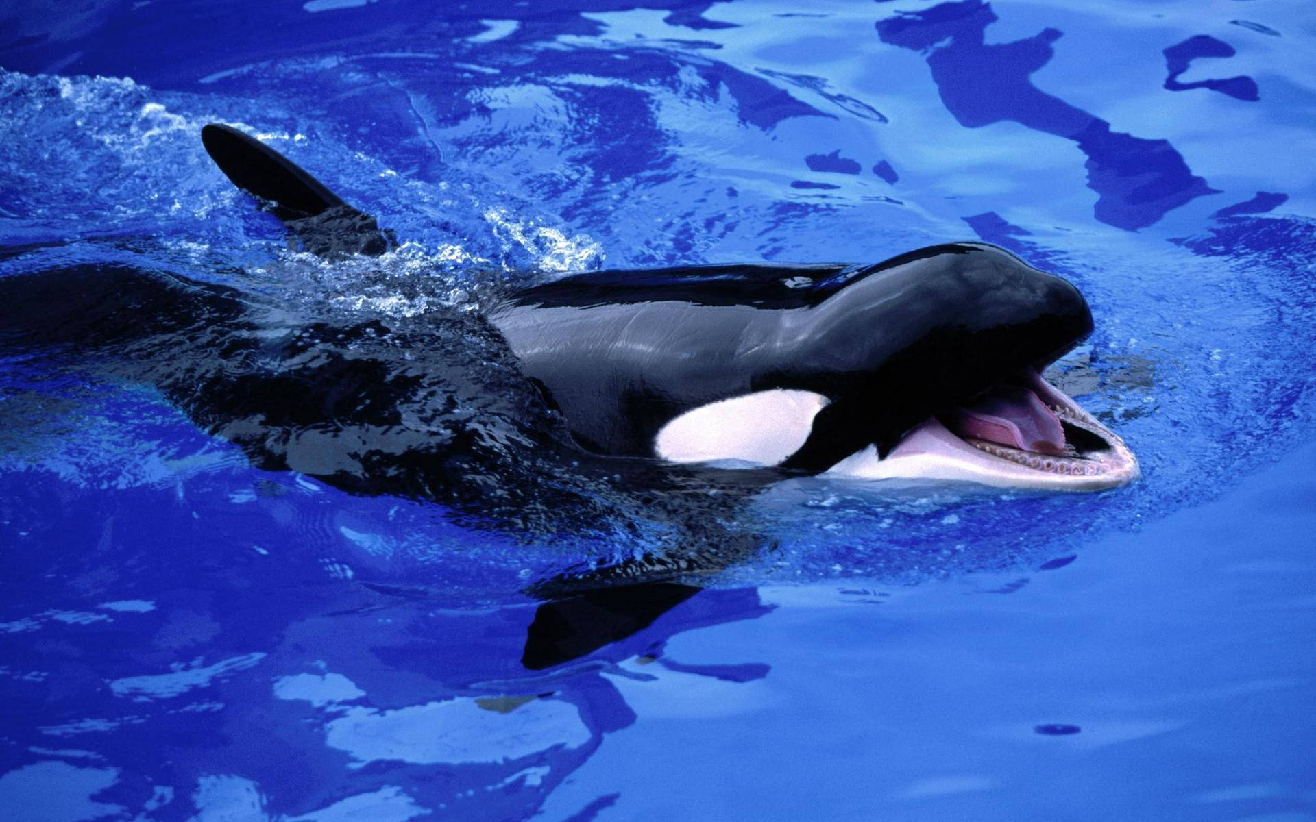 Dræbende hval med mund åben Wallpaper