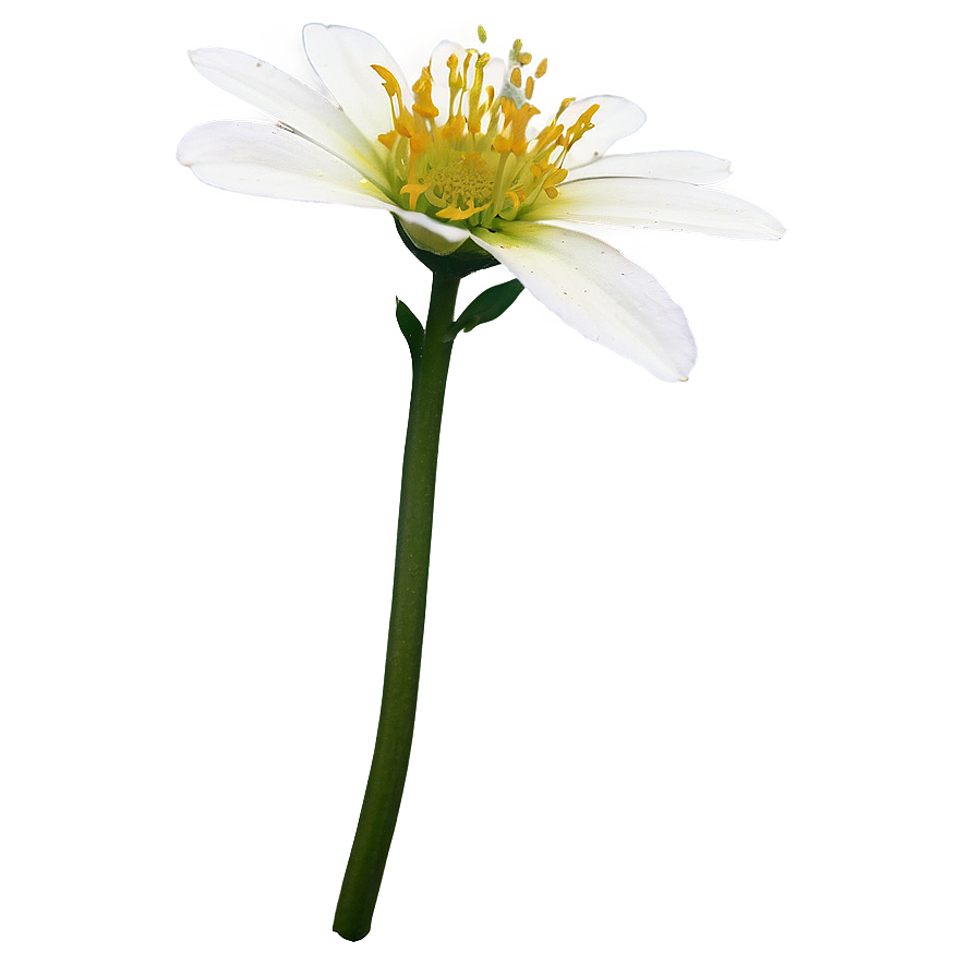 Kimilsungia Flower Png Vud PNG