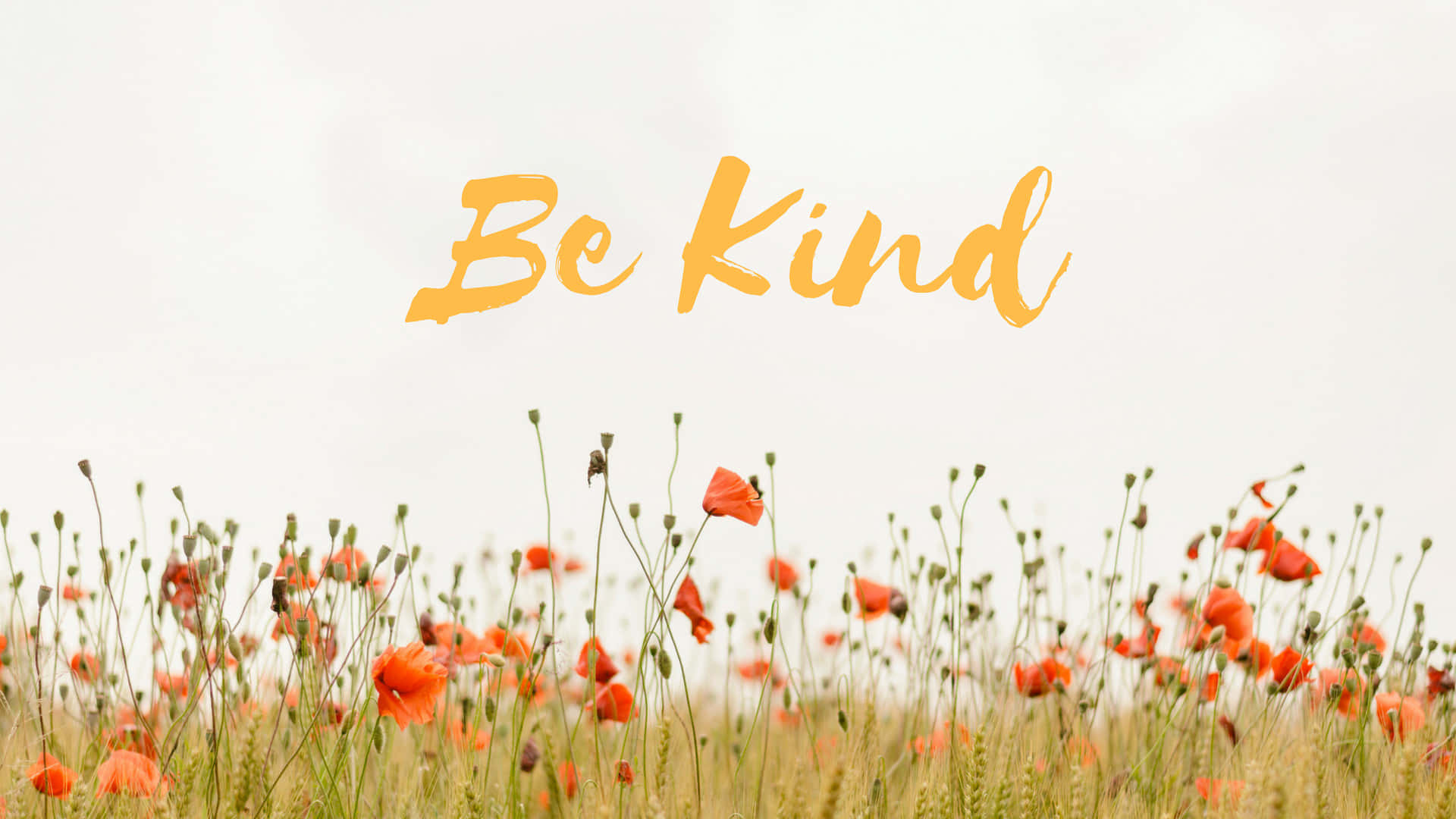 Kindness Quote Picture