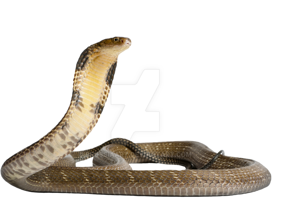 King Cobra Alert Pose PNG