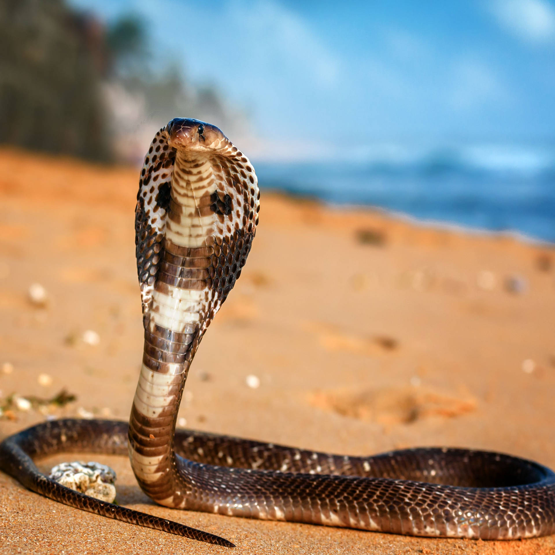King Cobra At Beach Wallpaper