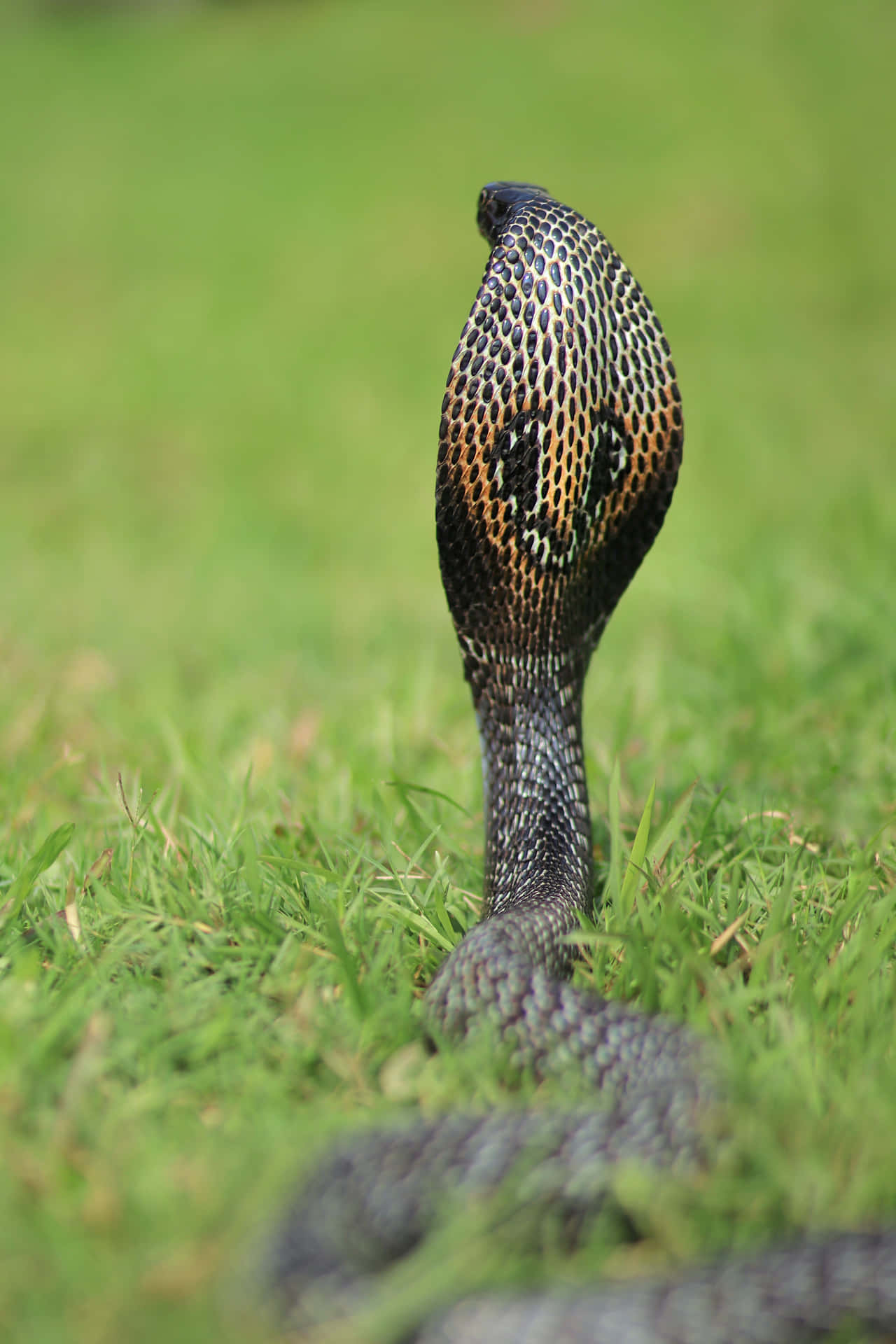 Stay at a Safe Distance from This King Cobra