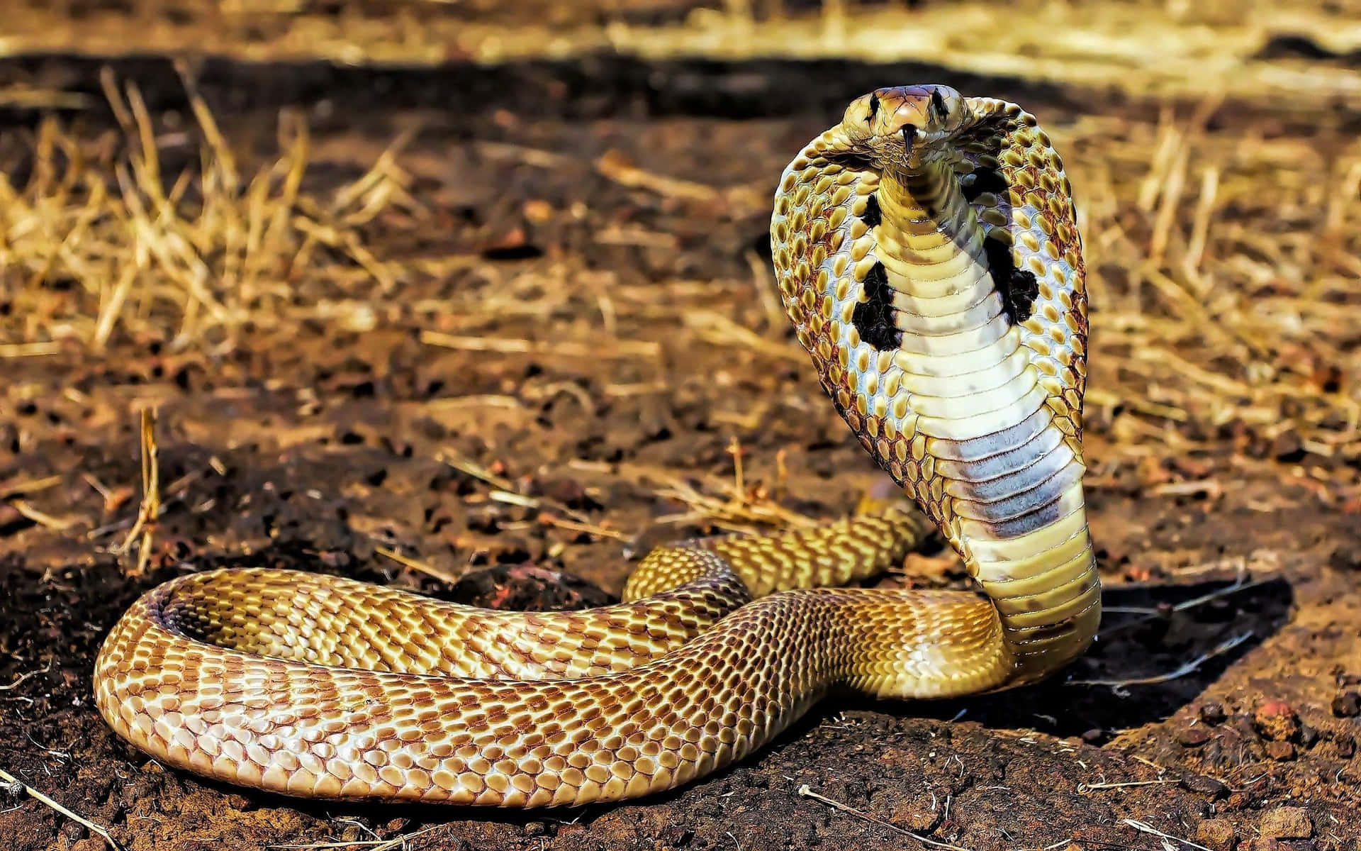 King Cobra curled around a thick branch