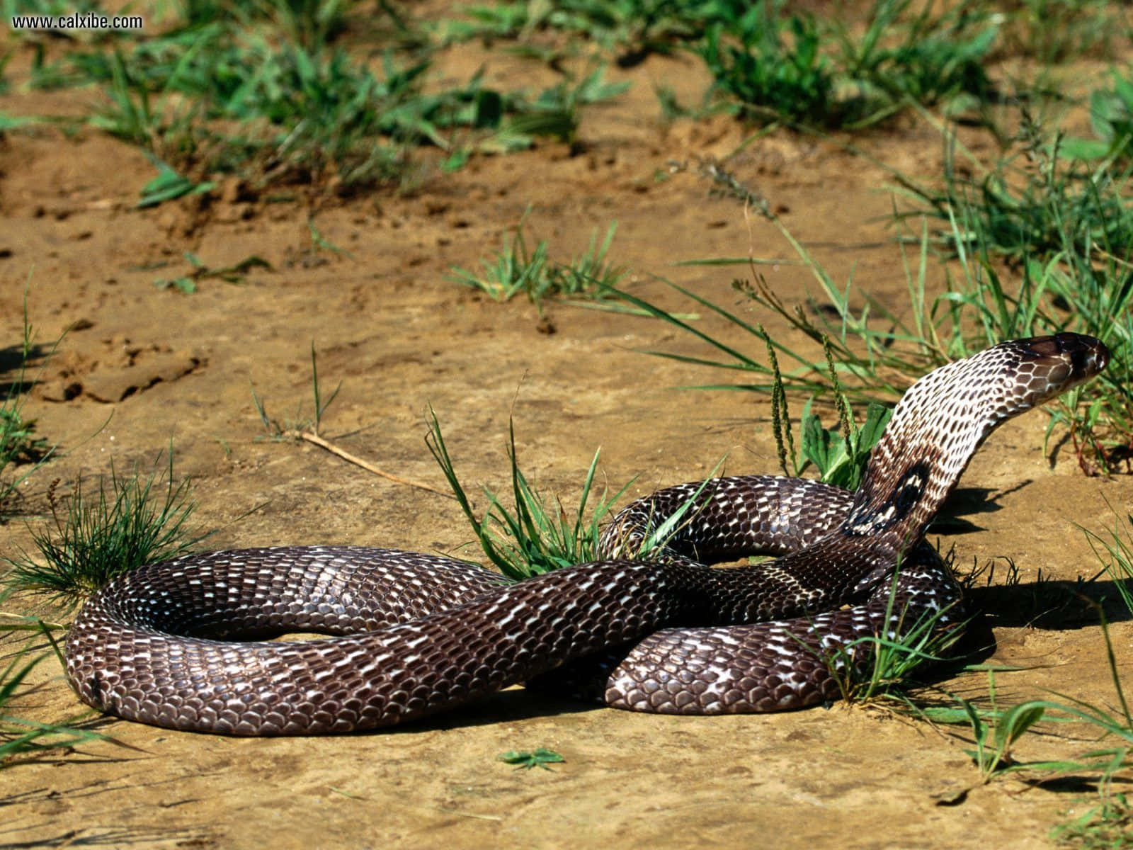 A King Cobra snake snaking through the jungle