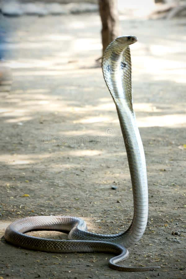 Close-Up of a King Cobra, Rearing Up To Strike