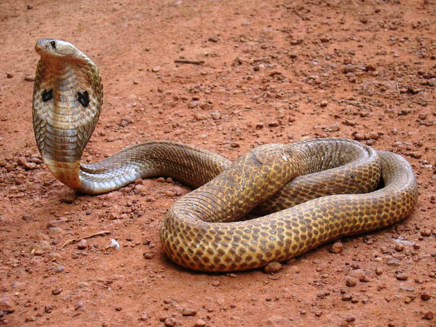 A King Cobra Snake Slithering in the Jungle