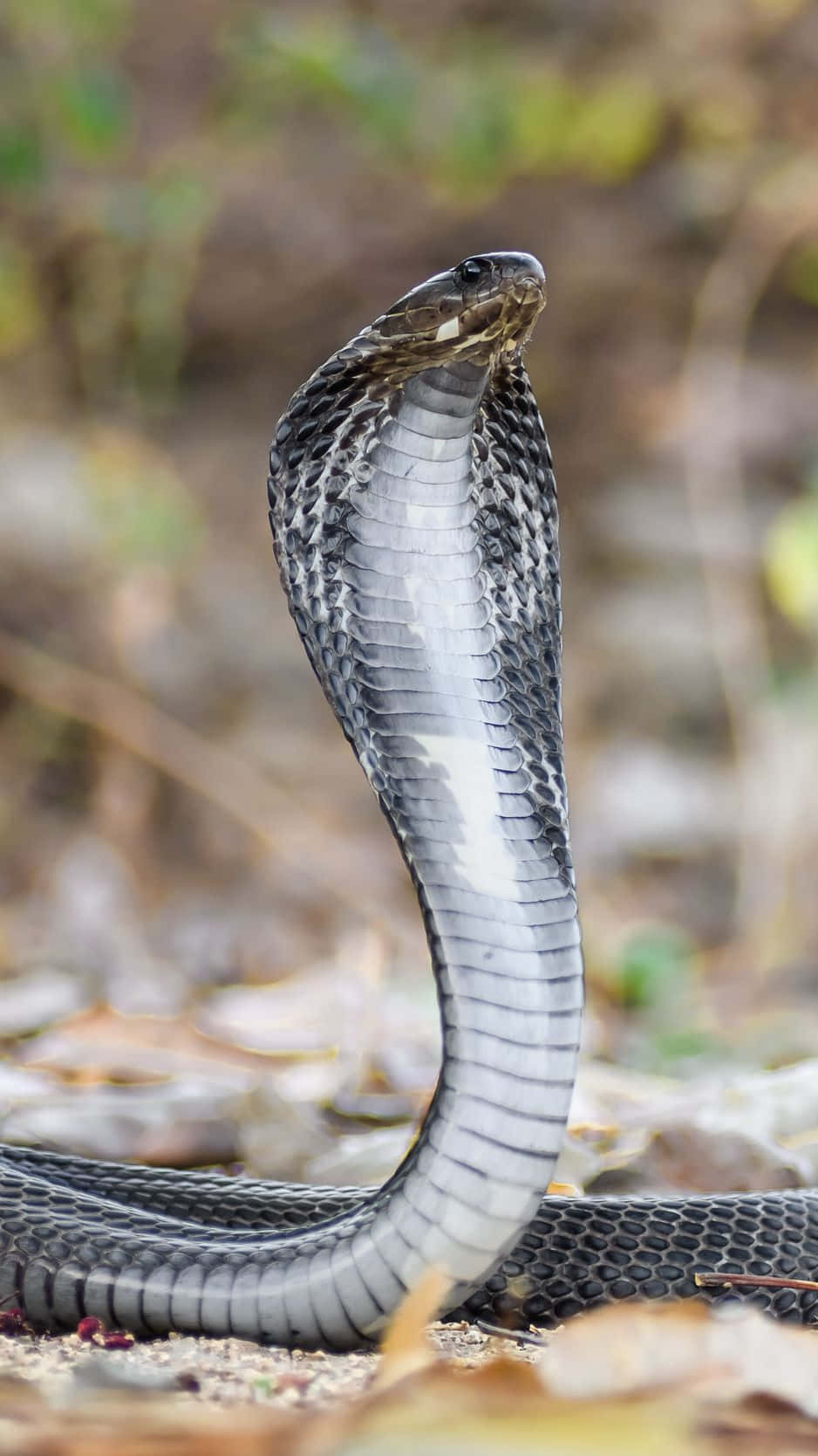 Close up of an alert King Cobra snake