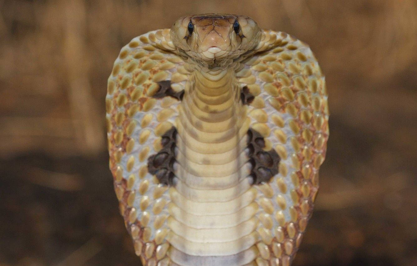 Black King Cobra Snake Face Closeup HD Wallpapers | HD Wallpapers