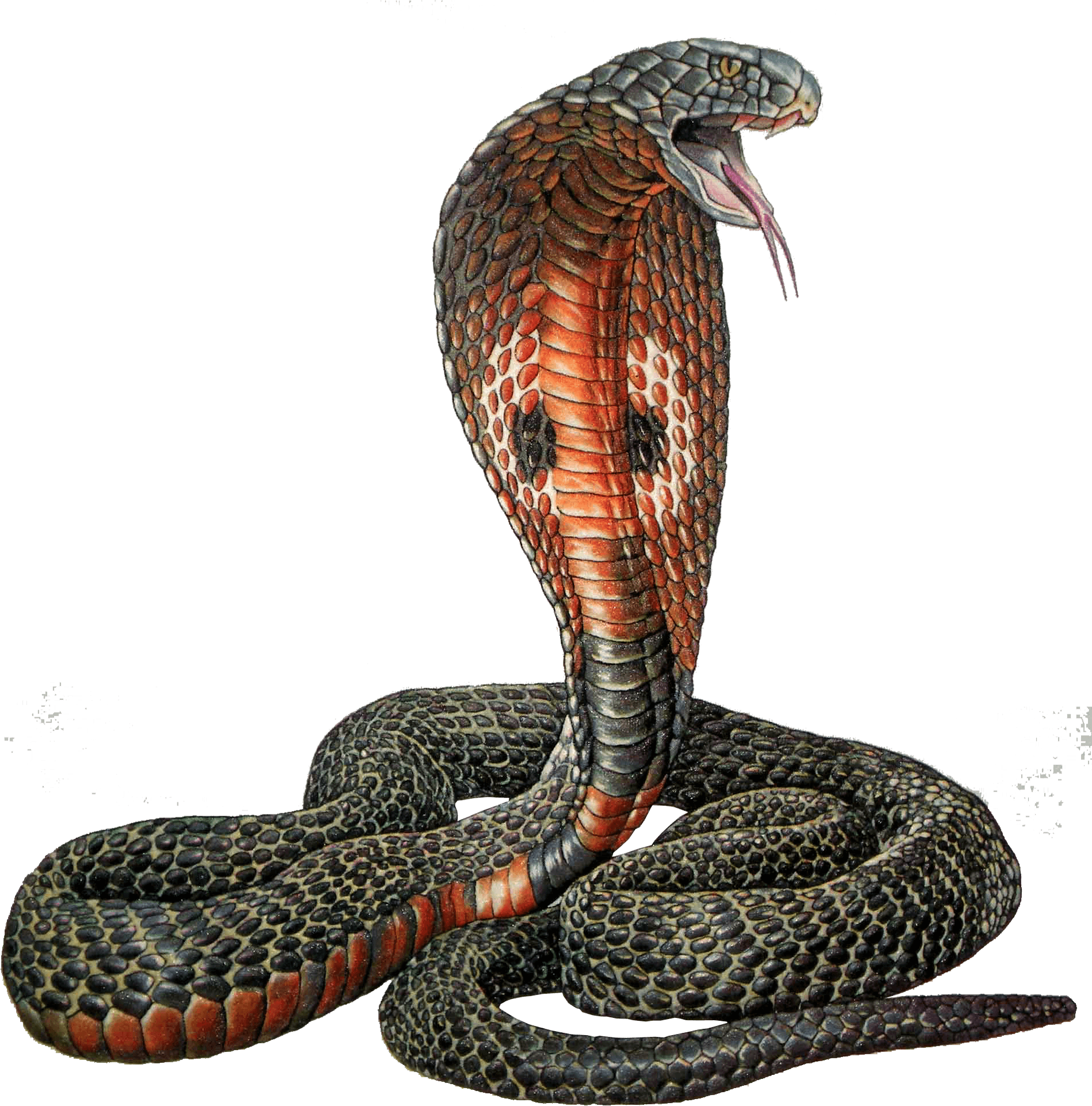 King Cobra Illustration PNG