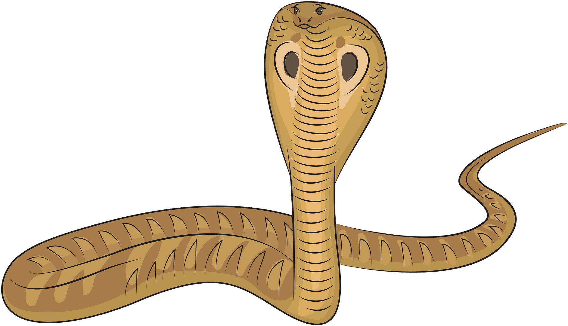 King Cobra Illustration PNG