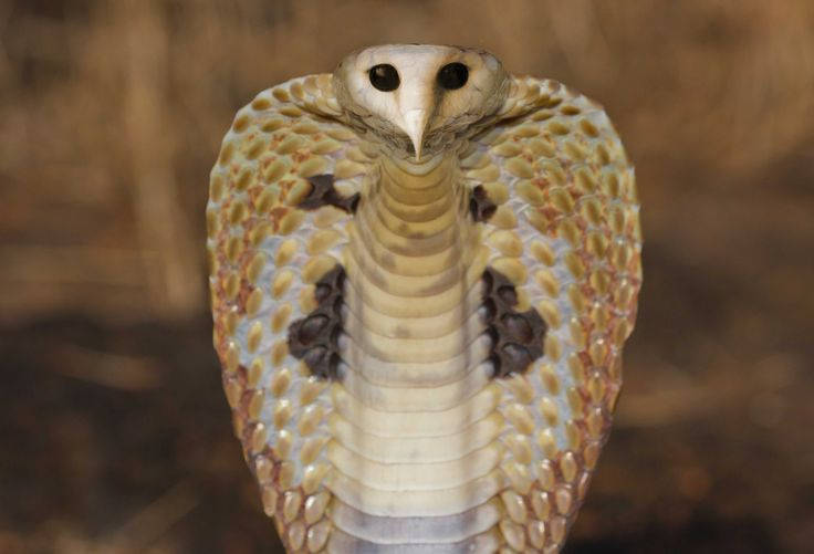 King Cobra Owl Wallpaper