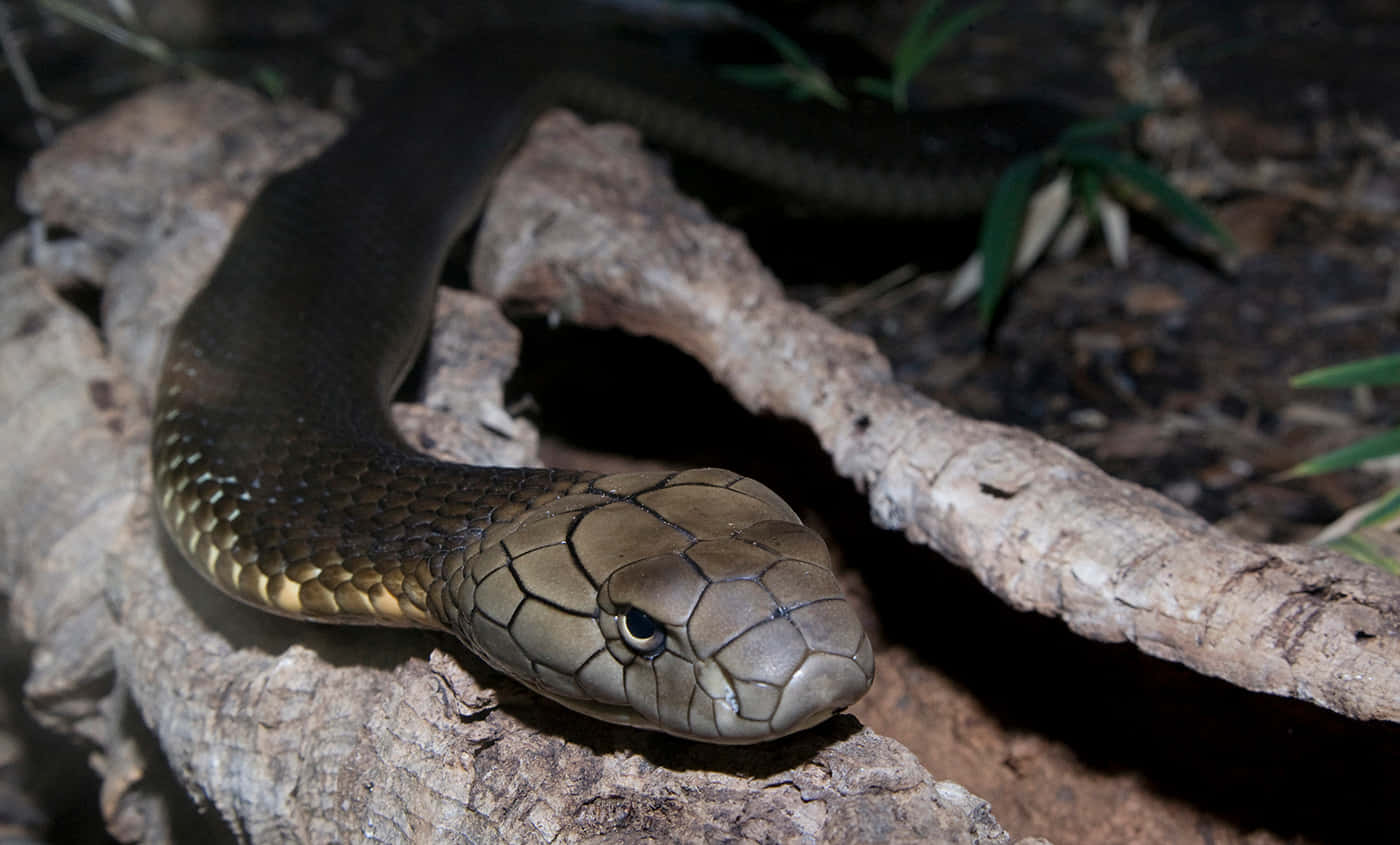 Unaserpiente Cobra Real Deslizándose Por La Selva
