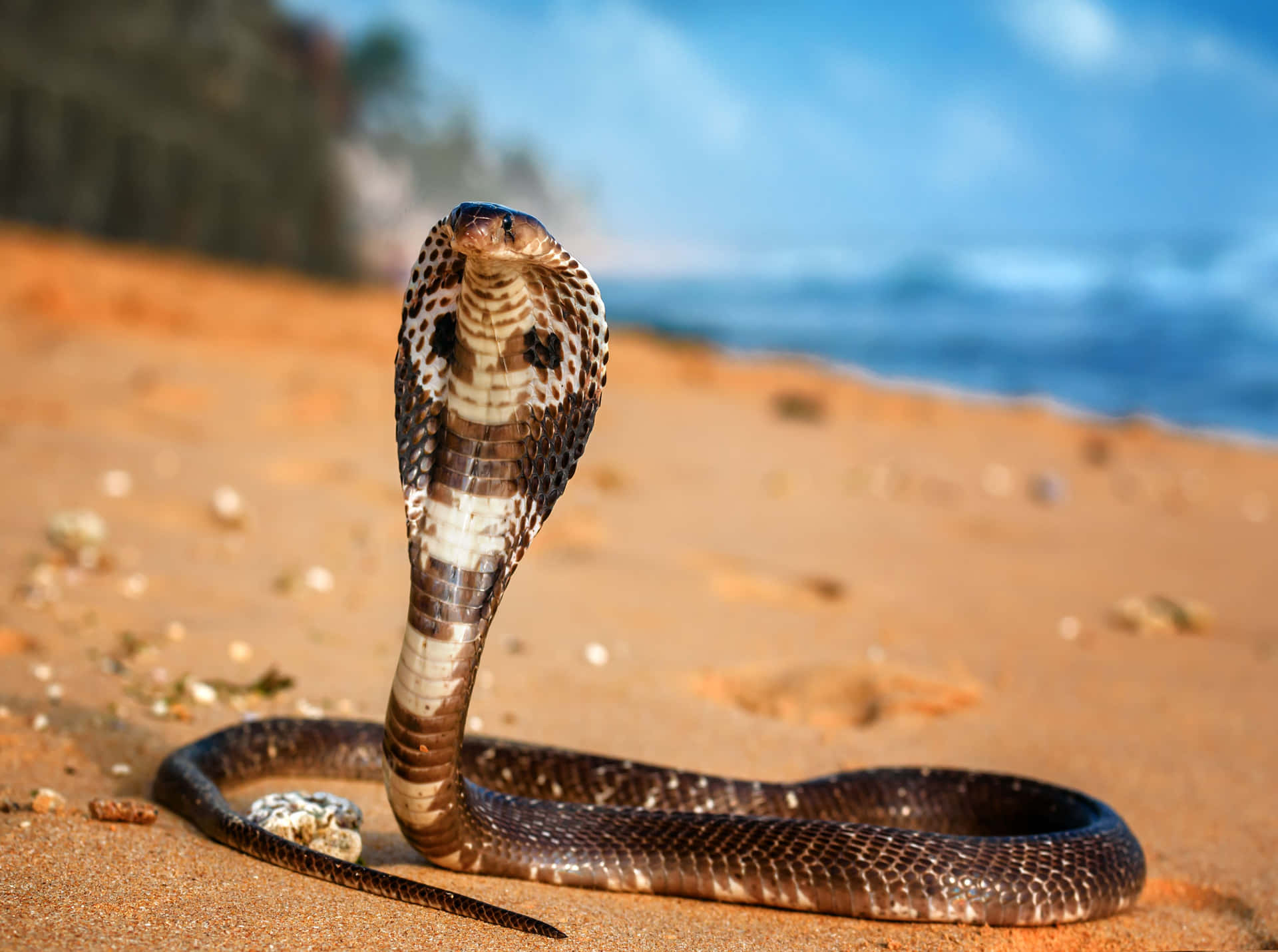 A menacing King Cobra uncoils in its native habitat