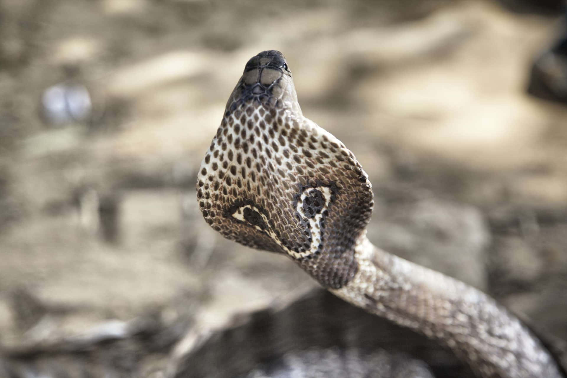 A thick, black-and-brown King Cobra peers directly into the camera, ready to strike