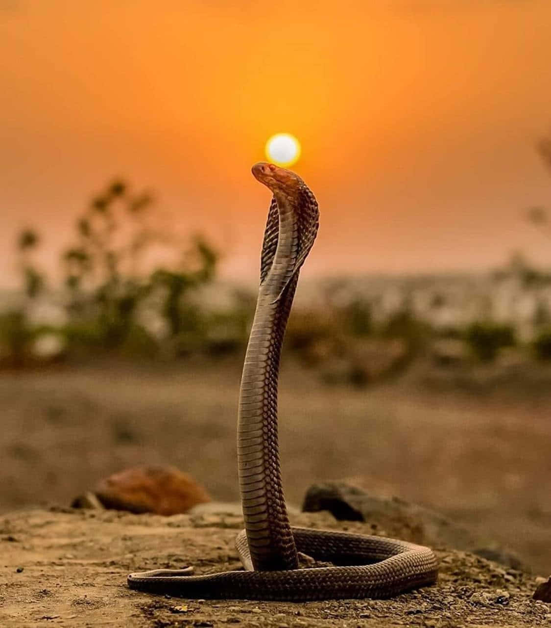 The Majestic King Cobra