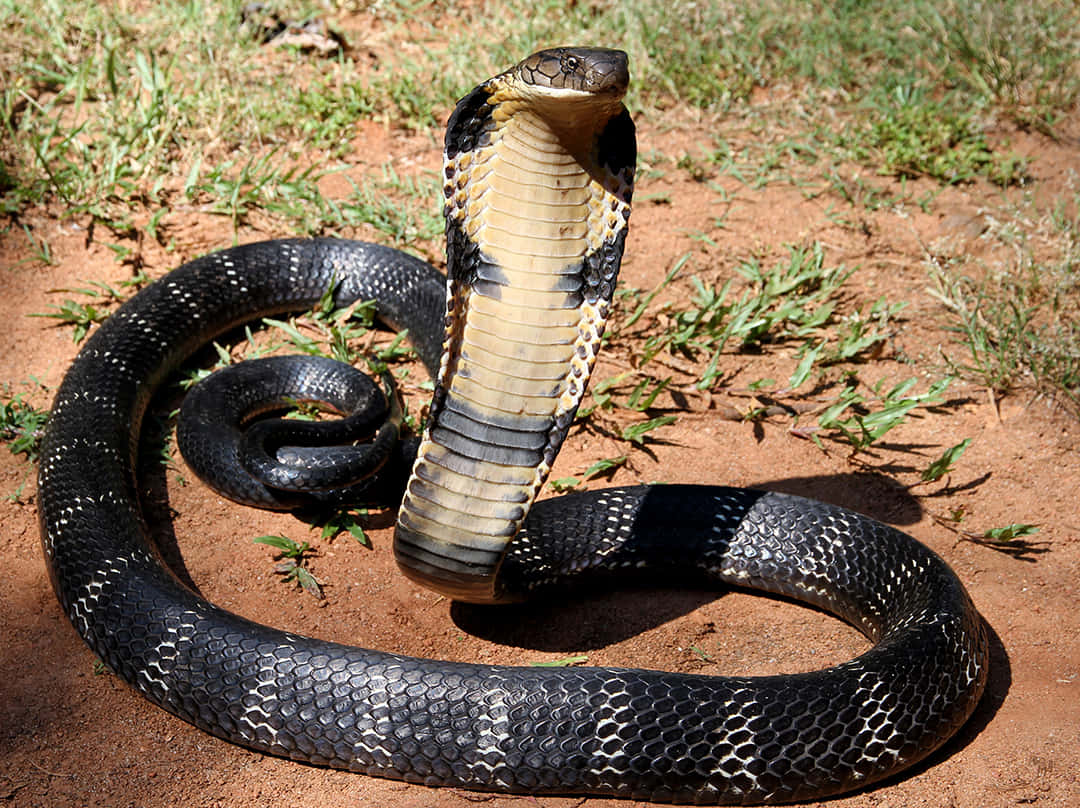 Kungskobran,en Imponerande Och Fruktad Kobra