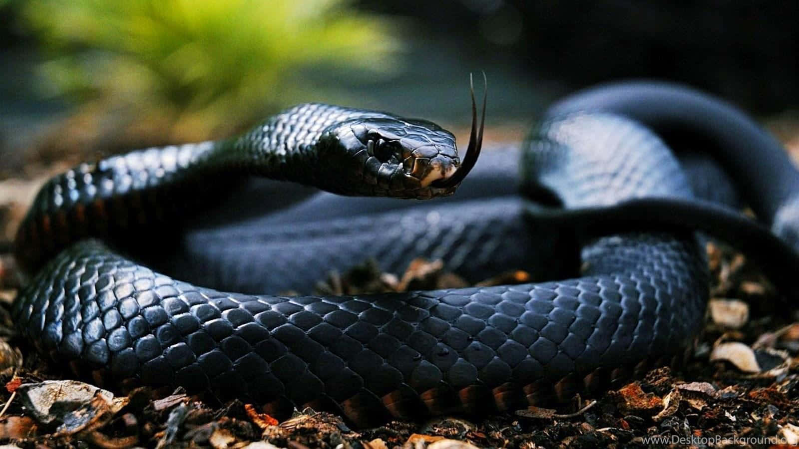 Скорость движения змеи. Самая ядовитая змея черная мамба. Чёрная мамба змея и гадюка. Черная мамба в природе. Как выглядит черная мамба.
