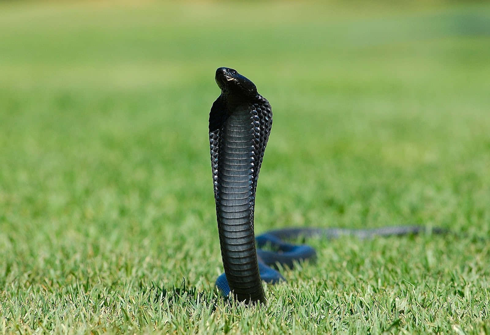 The Dreaded King Cobra