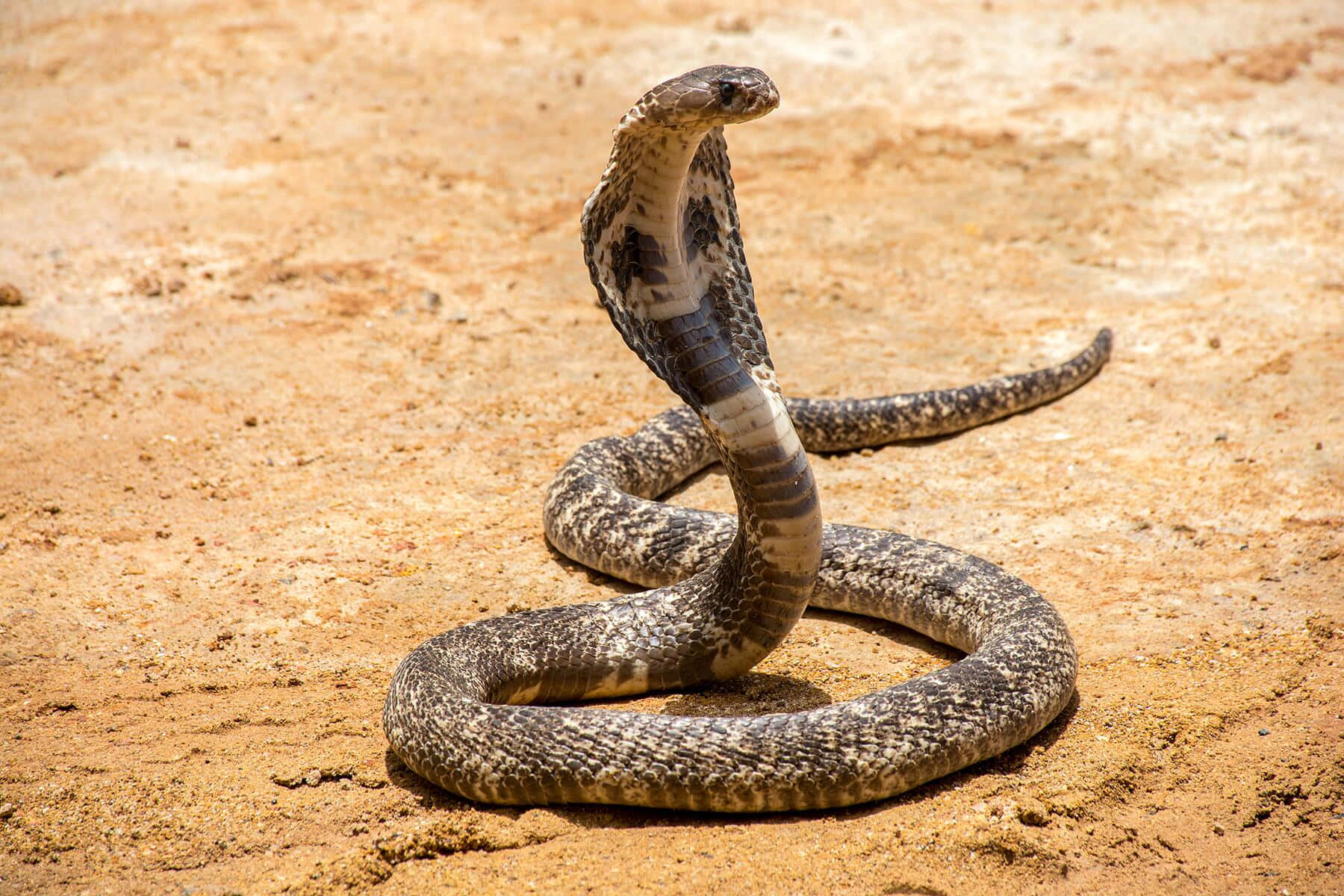 Closeup of a King Cobra