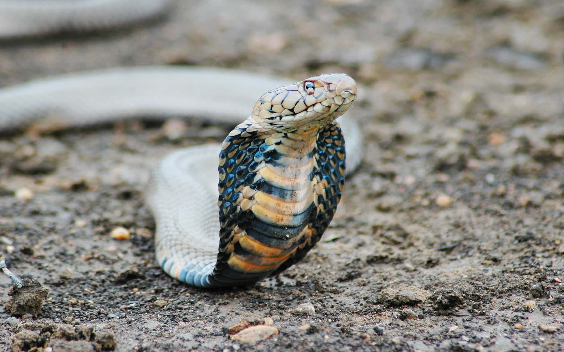 Unamajestuosa Serpiente Rey Cobra