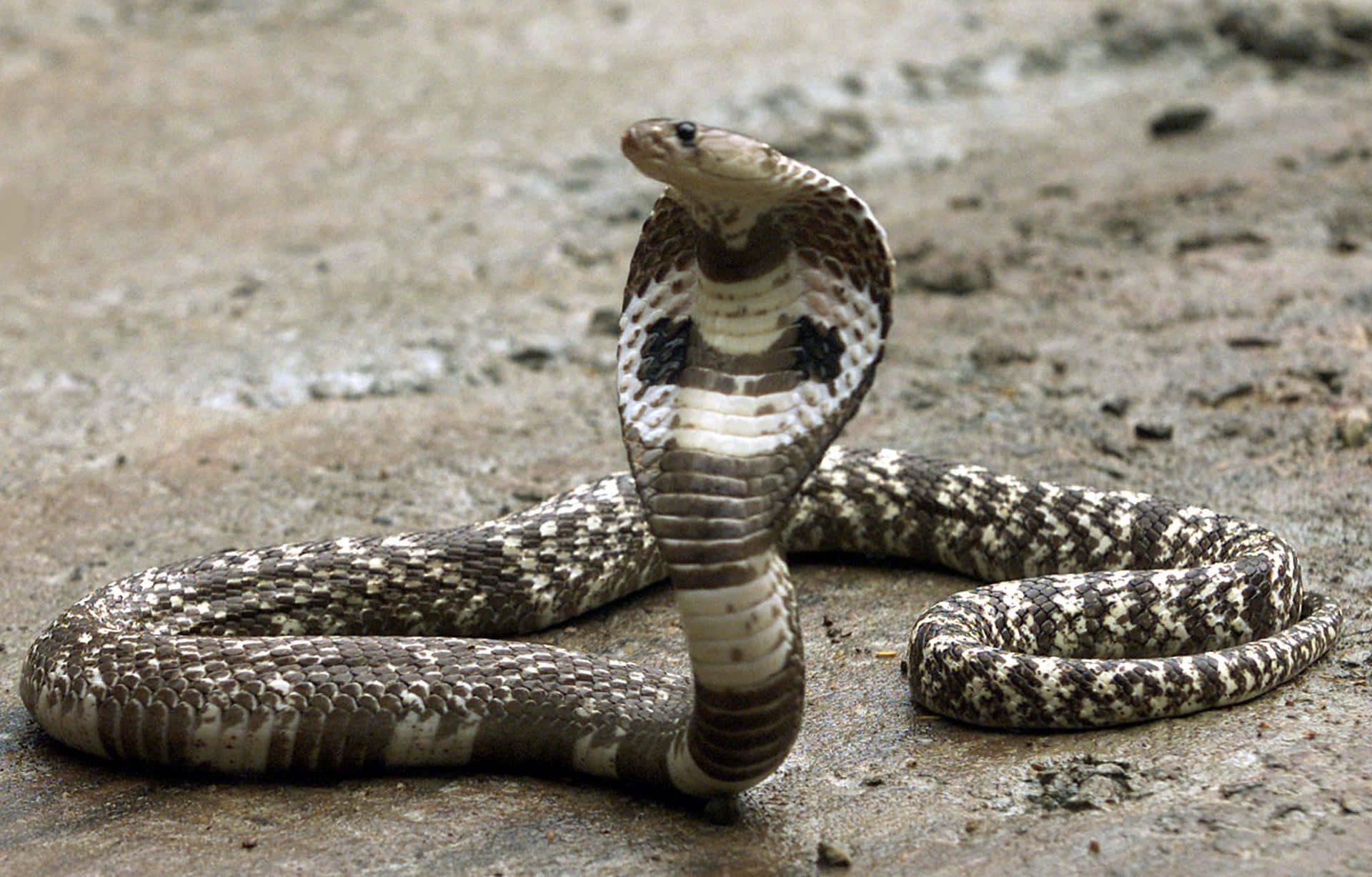 Magnificent King Cobra coiled to strike