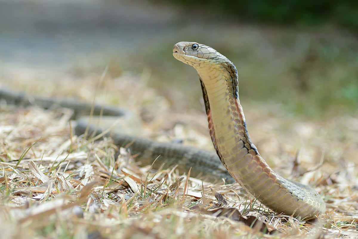 Denmajestætiske Konge Cobra