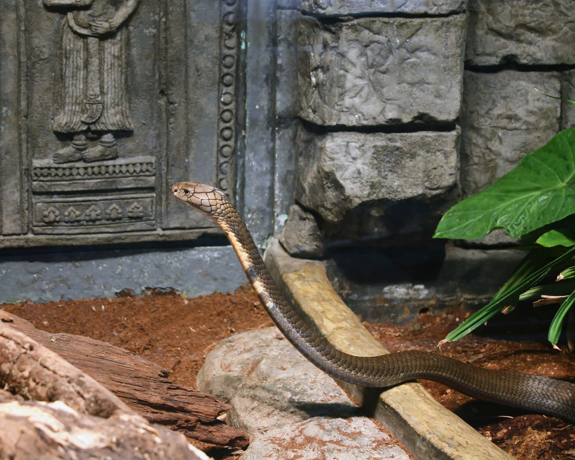 A close-up image of a King Cobra snake