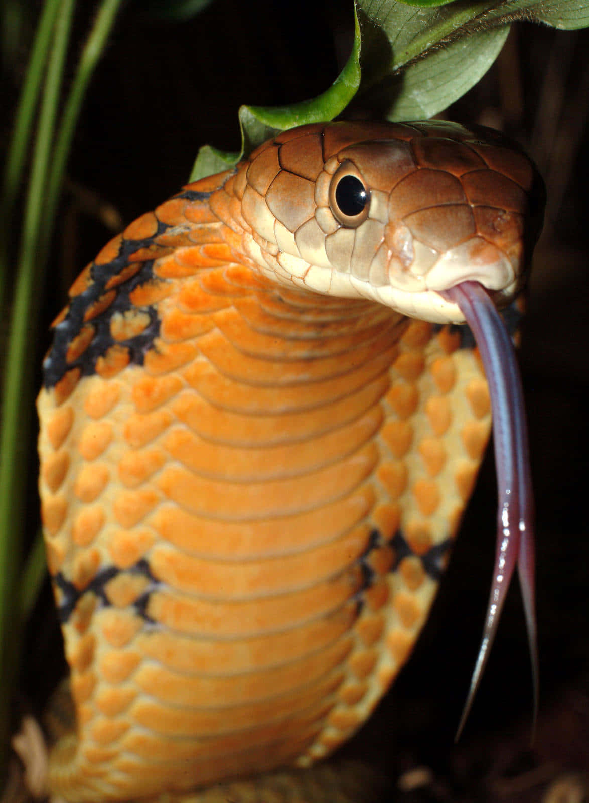 Wild King Cobra