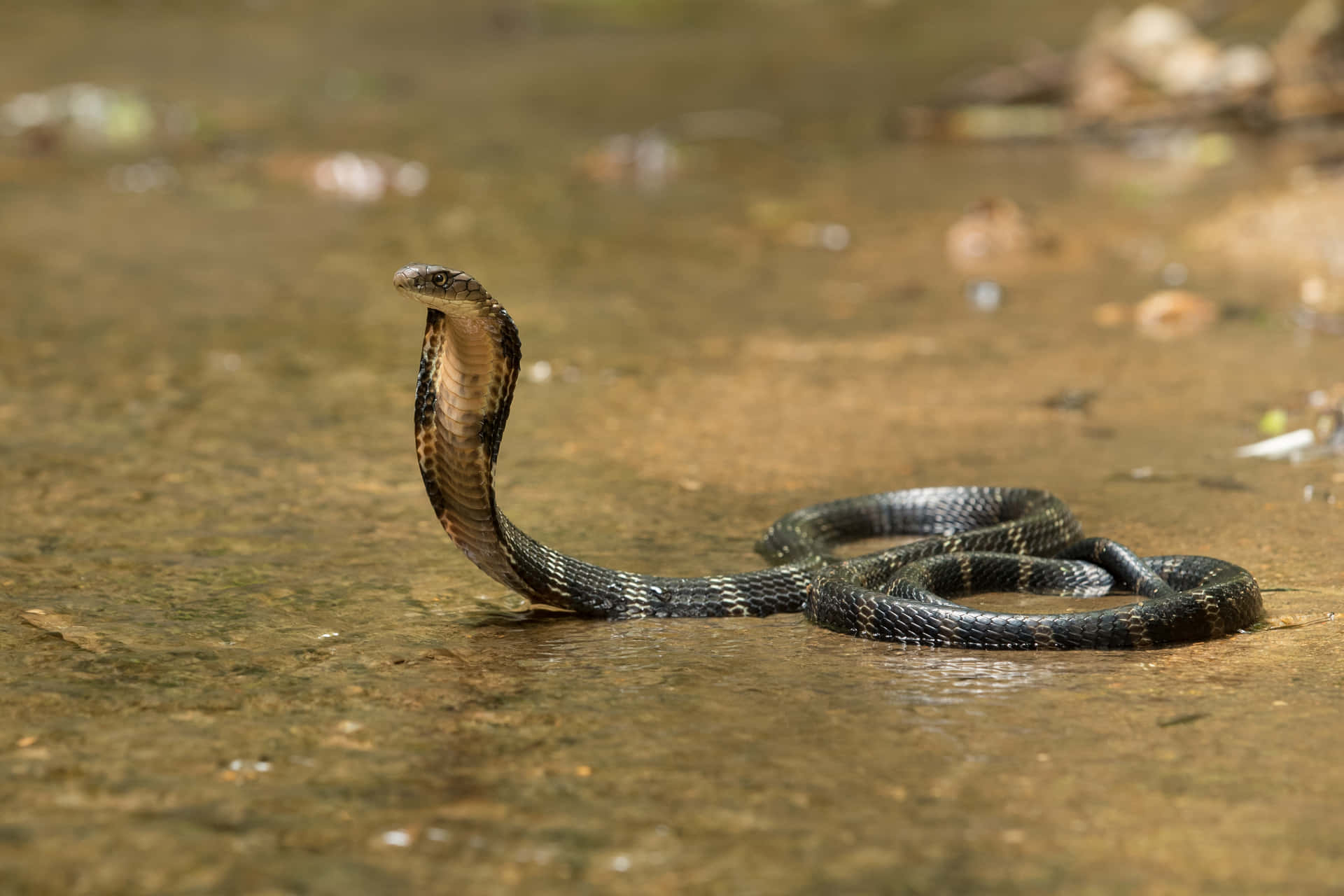 Unaserpiente Cobra Real En Su Hábitat Natural