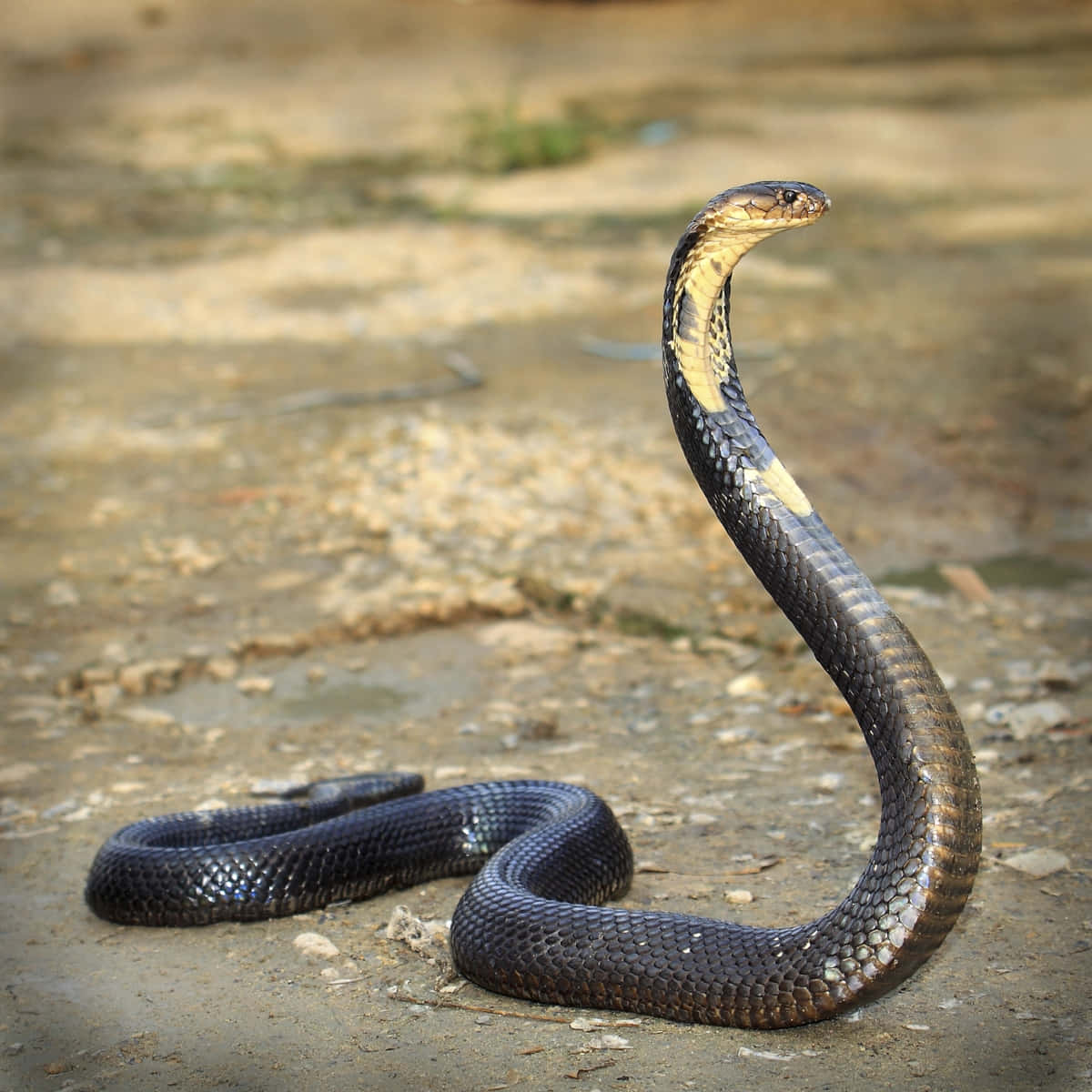 King Cobra strikes fear in the hearts of many.