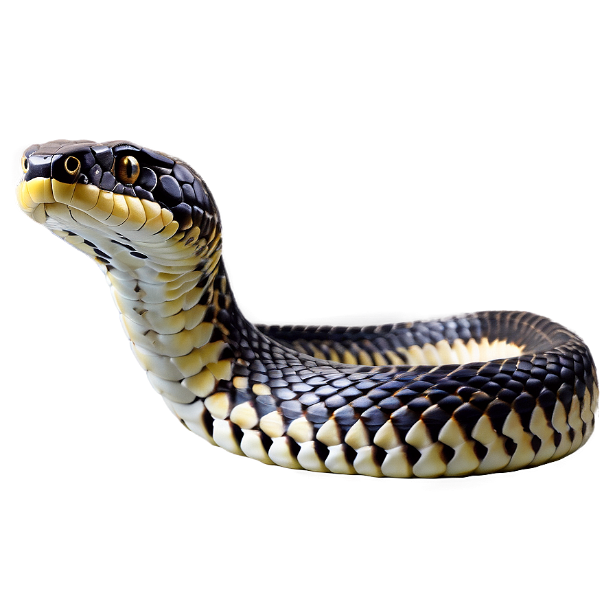 King Cobra Snake Png 46 PNG