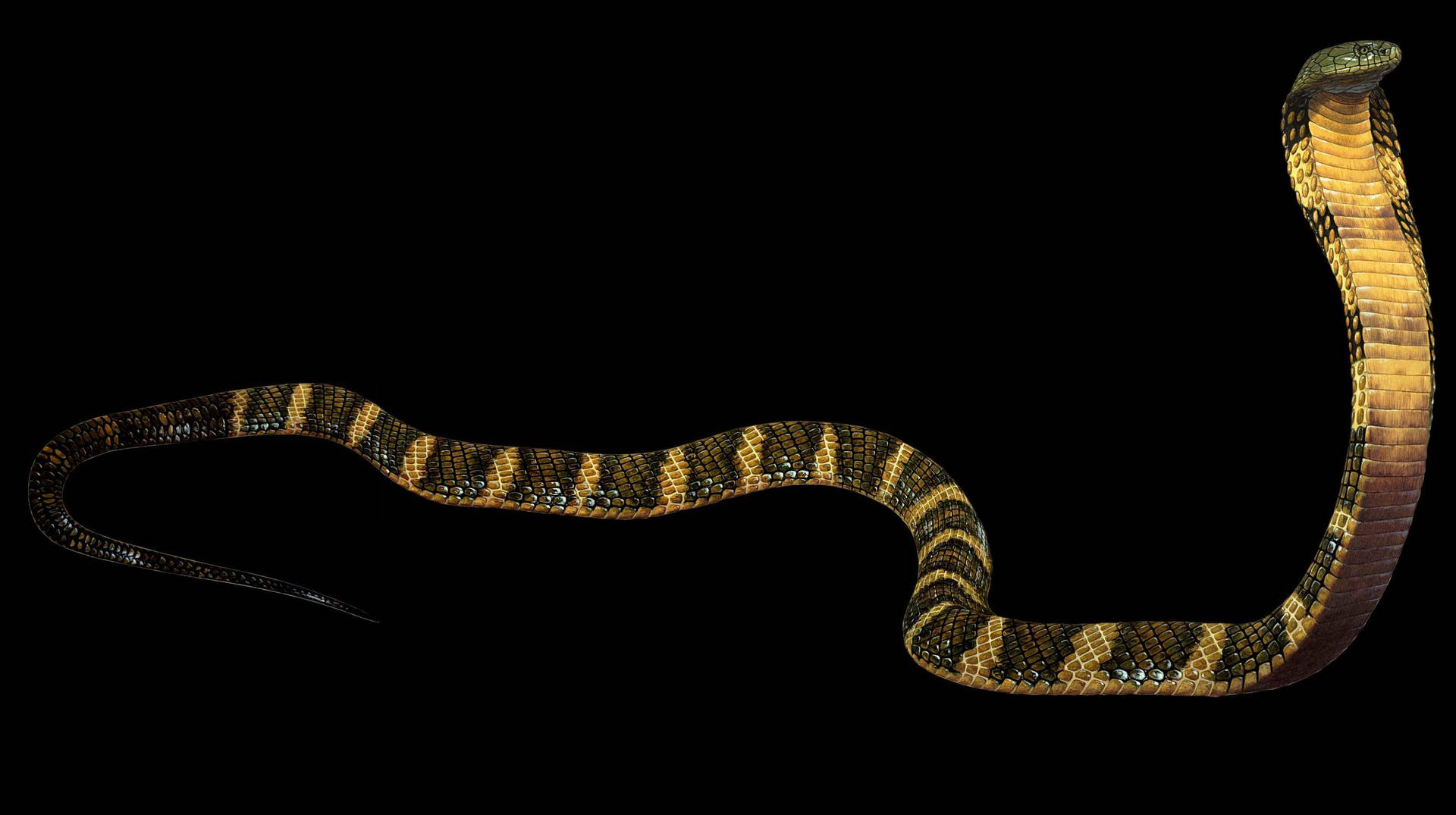 Black cobra animals snake HD phone wallpaper  Peakpx