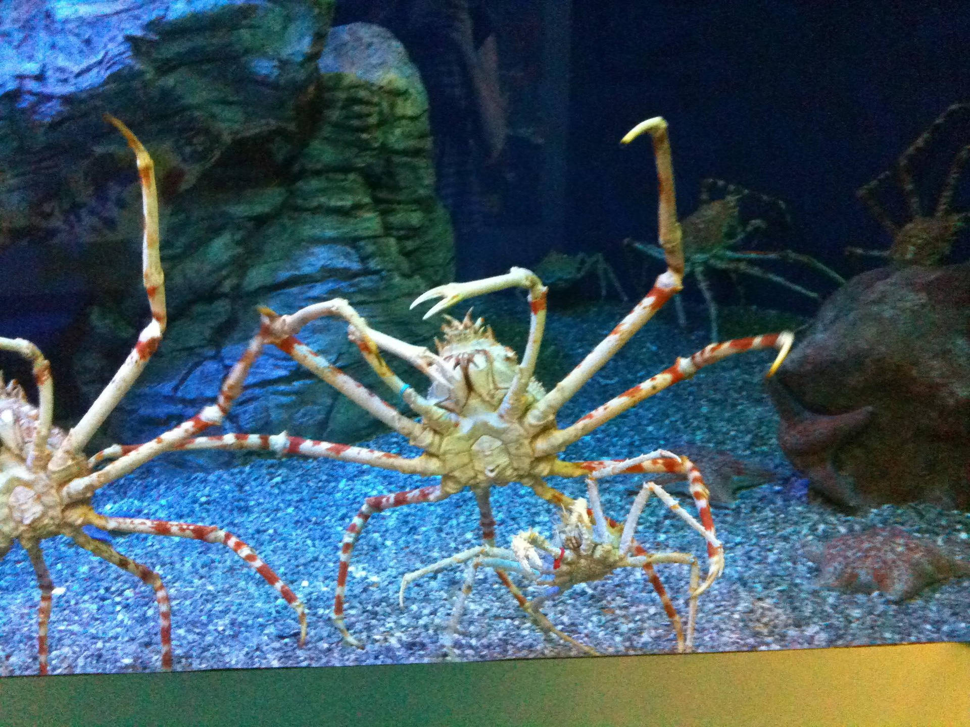 King Crab Belly On Display Wallpaper