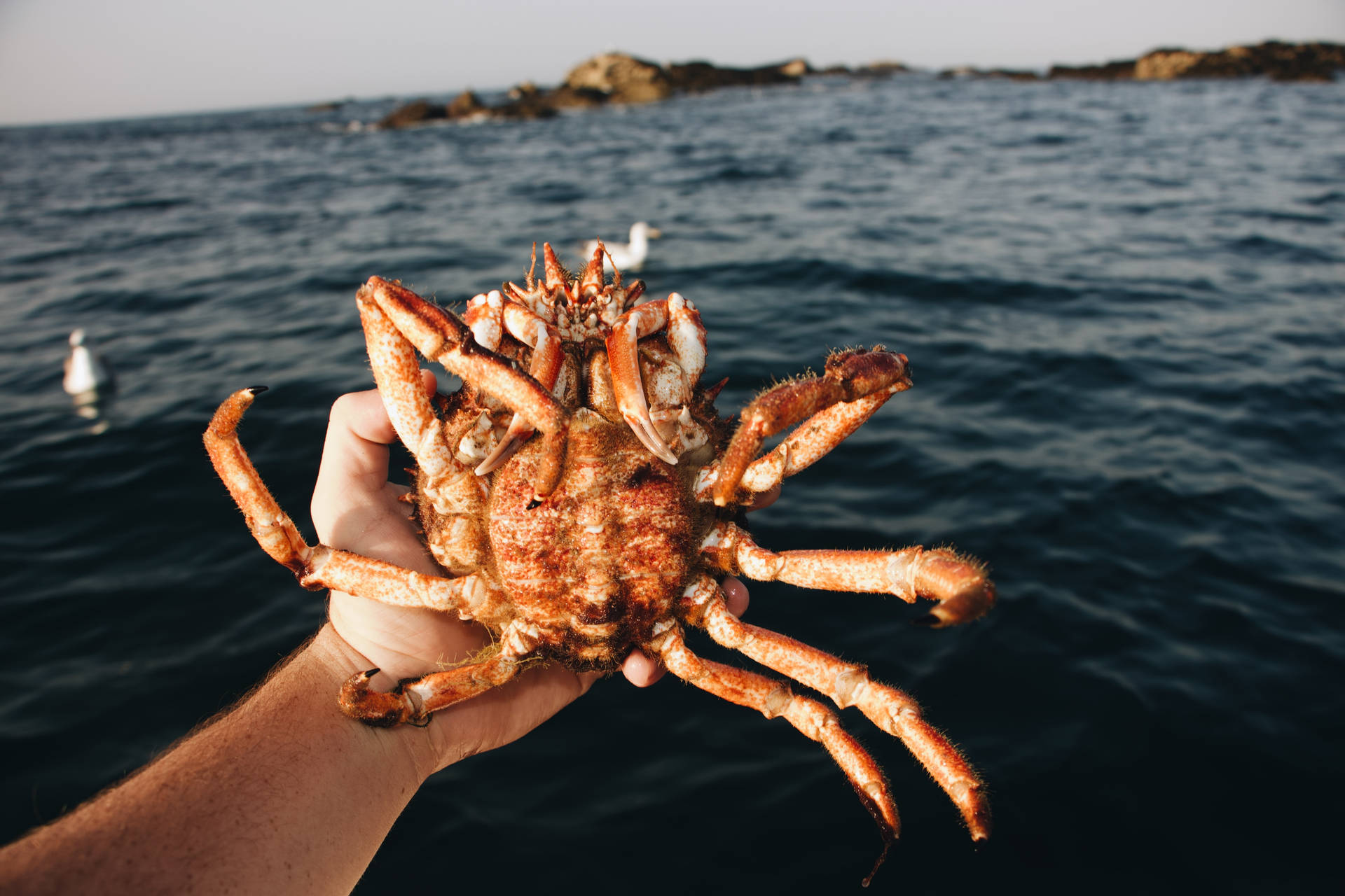 King Crab Caught In The Middle Of The Sea Wallpaper