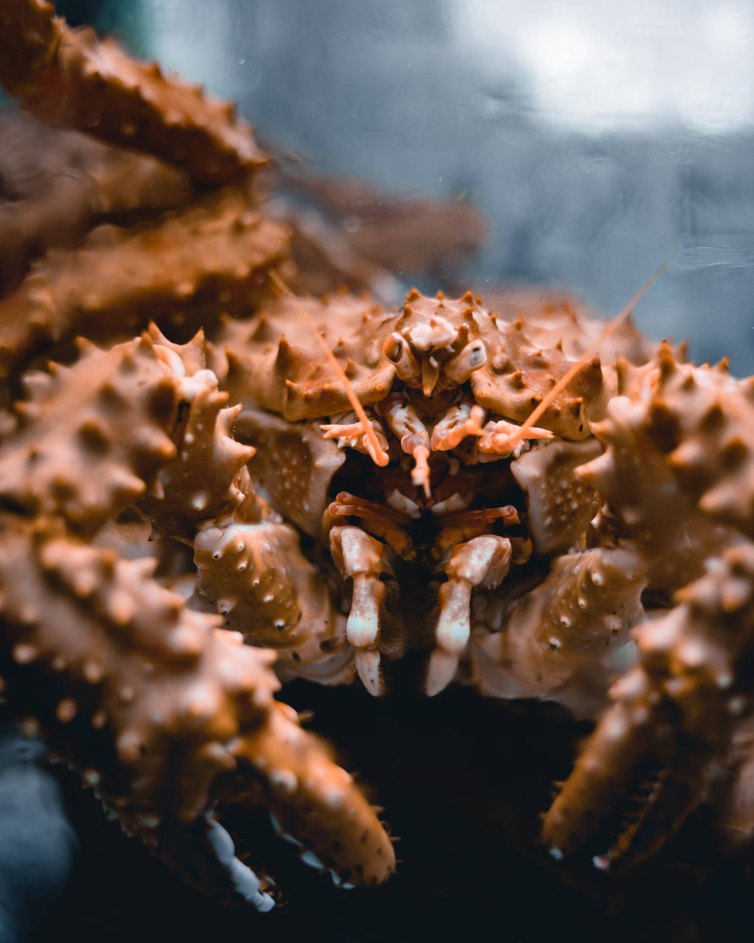 King Crab Face Close-Up Wallpaper