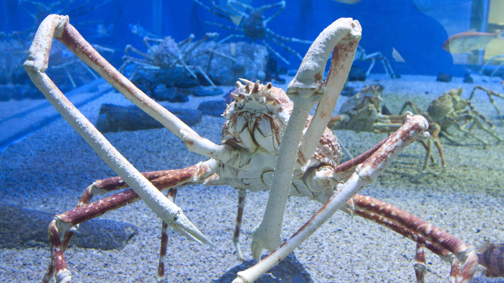 King Crab In An Aquarium Wallpaper