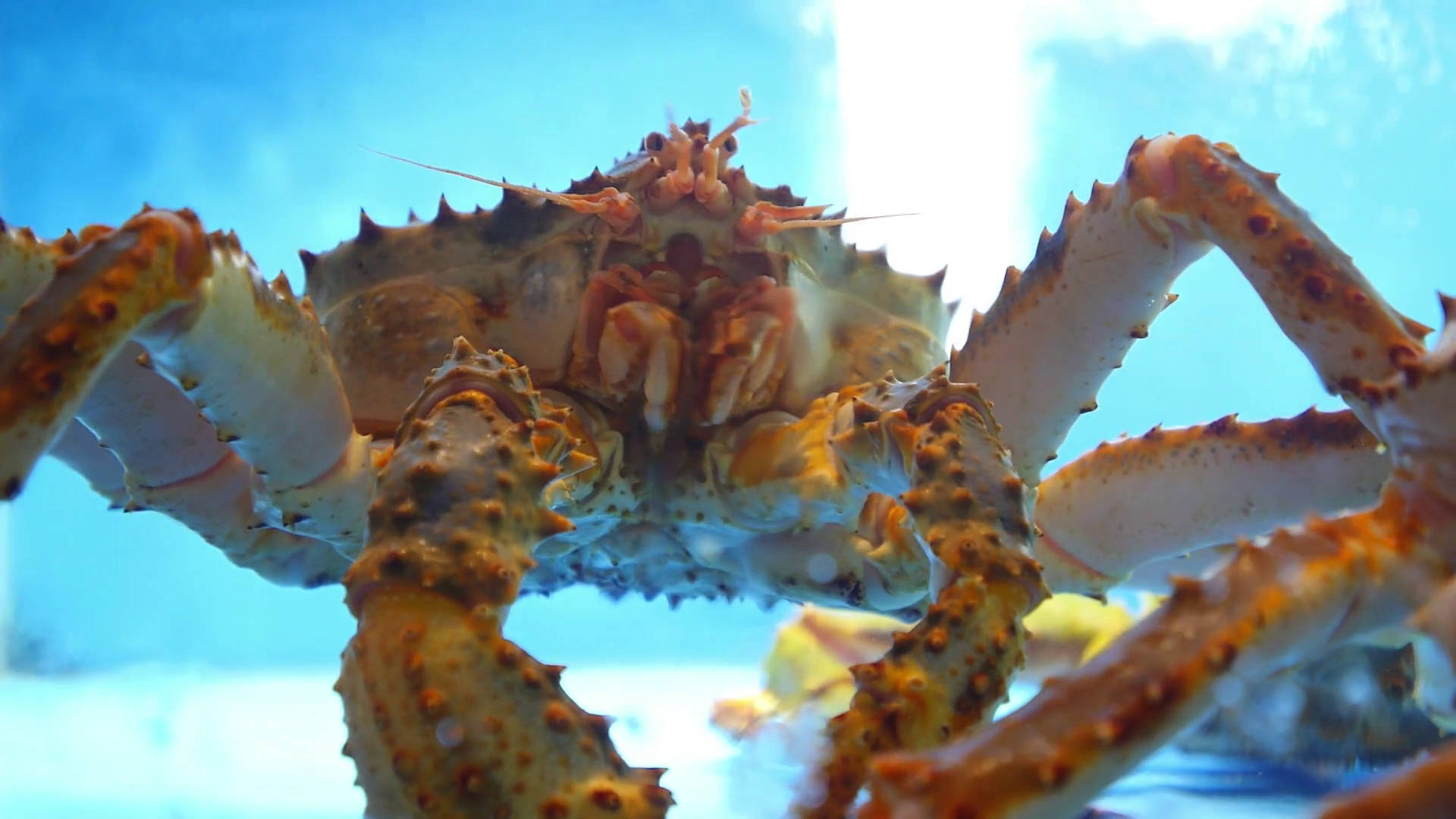 King Crab Seafood Wallpaper