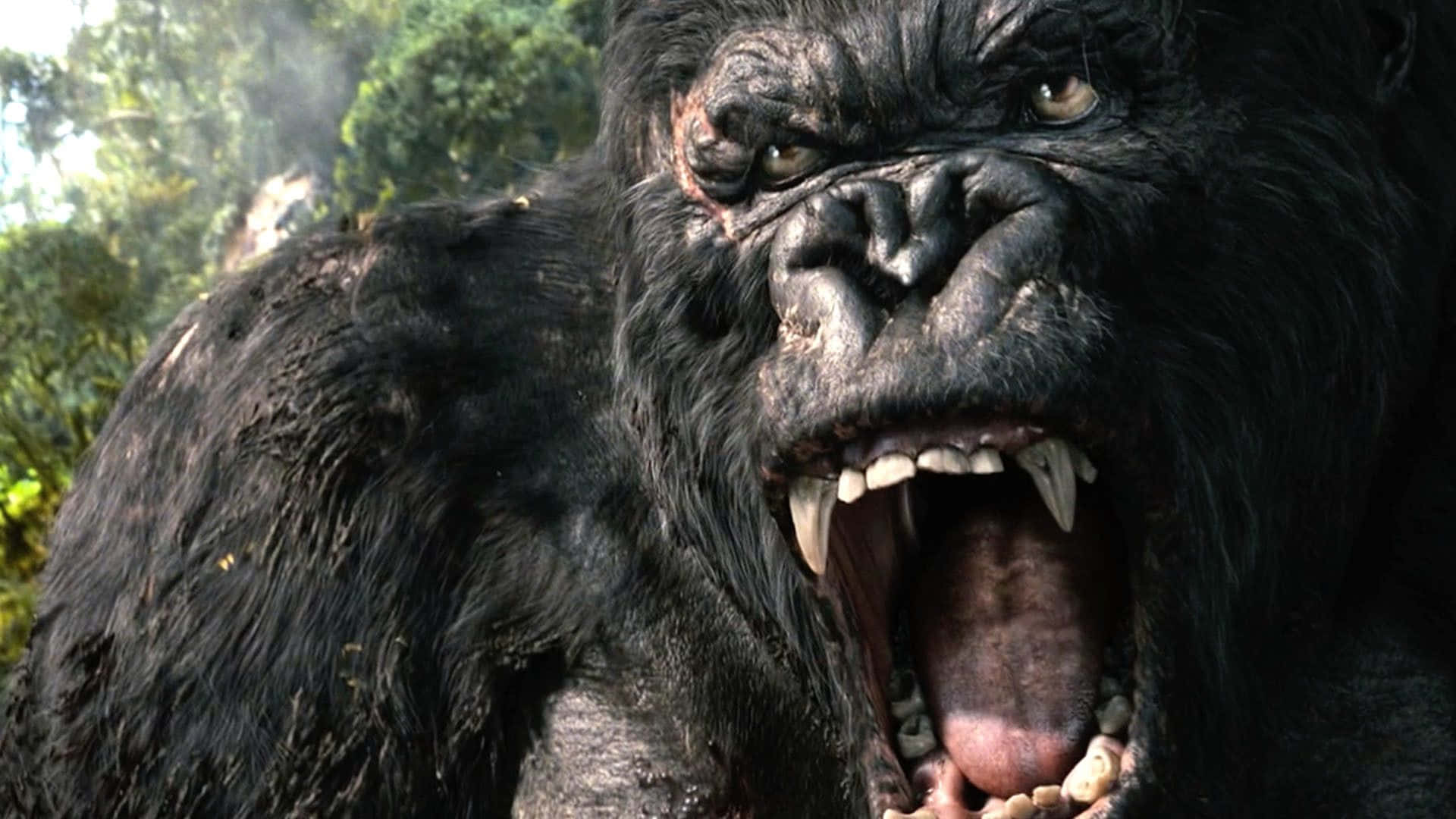 Elicónico King Kong, El Rey De La Selva.