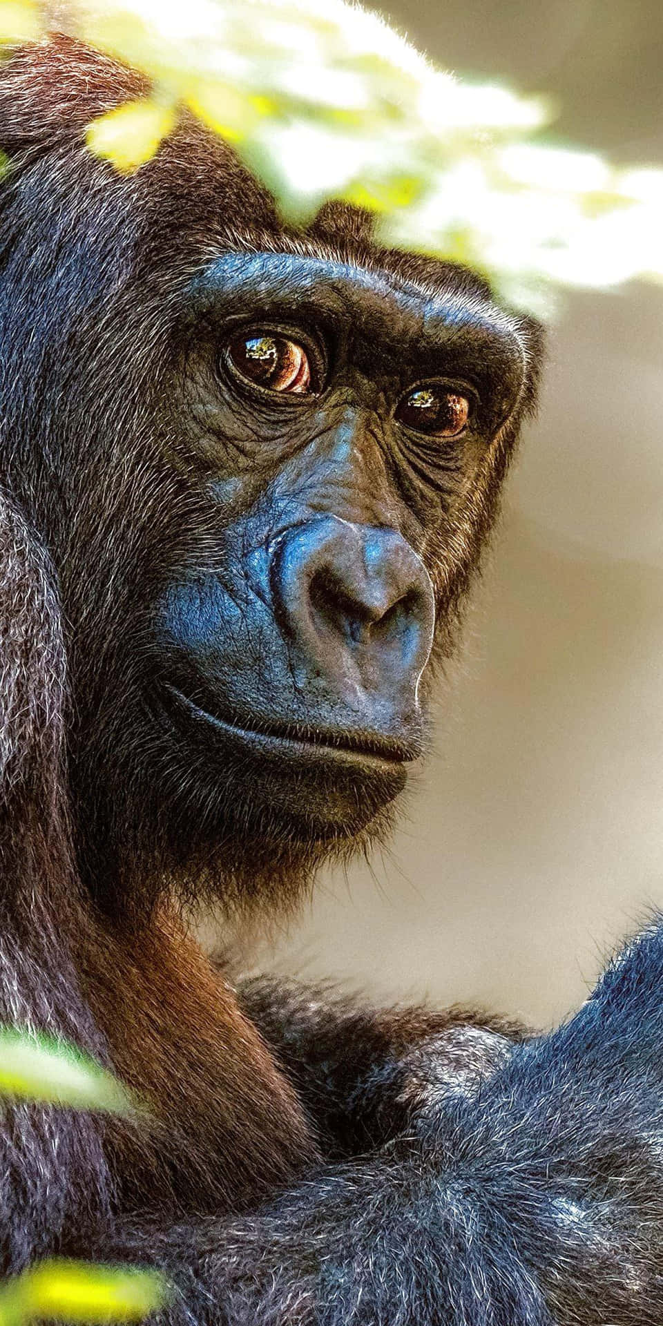 King Of The Jungle: Majestic Gorilla In Pensive Thought