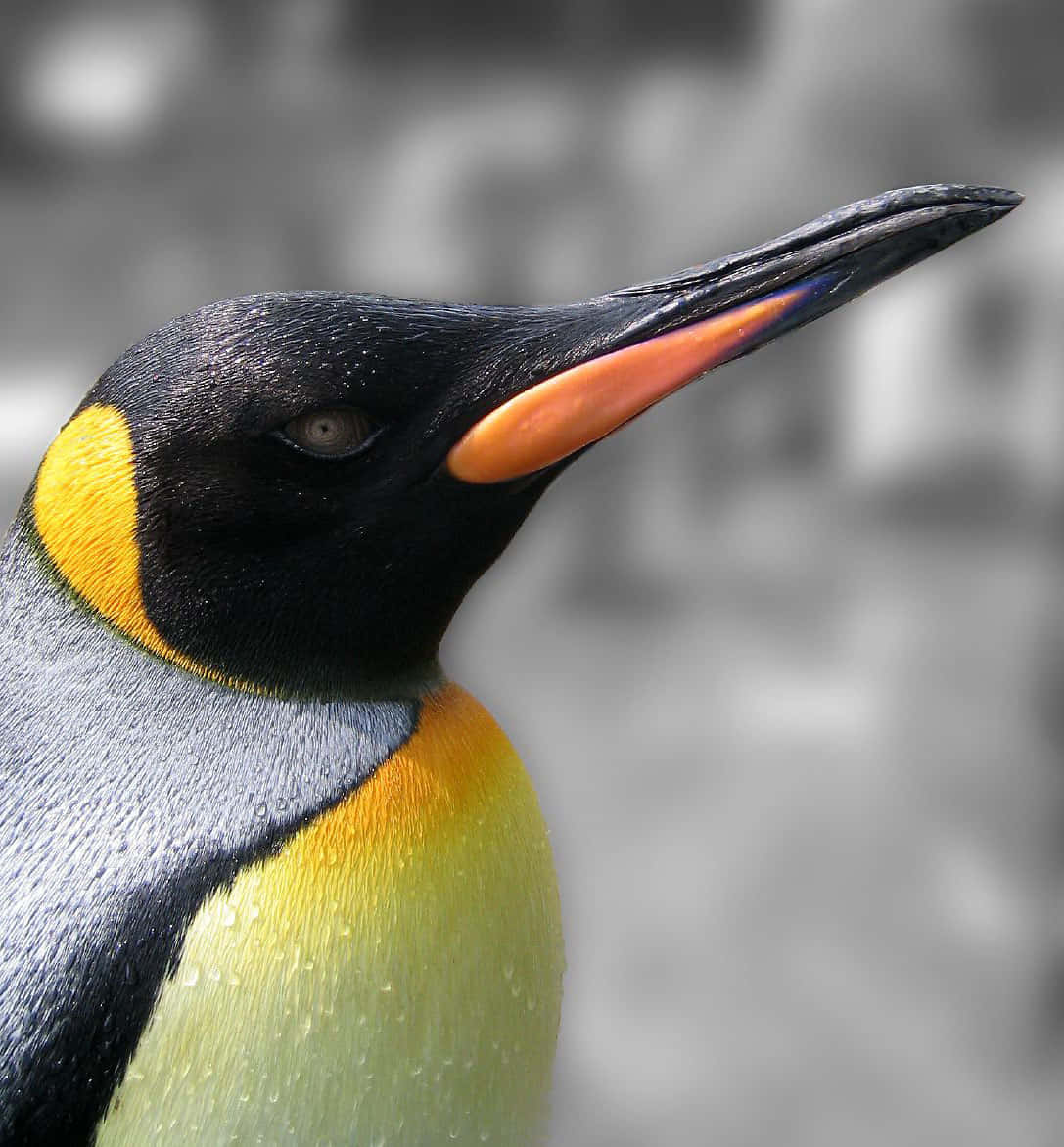 King Penguin Close Up Portrait Wallpaper