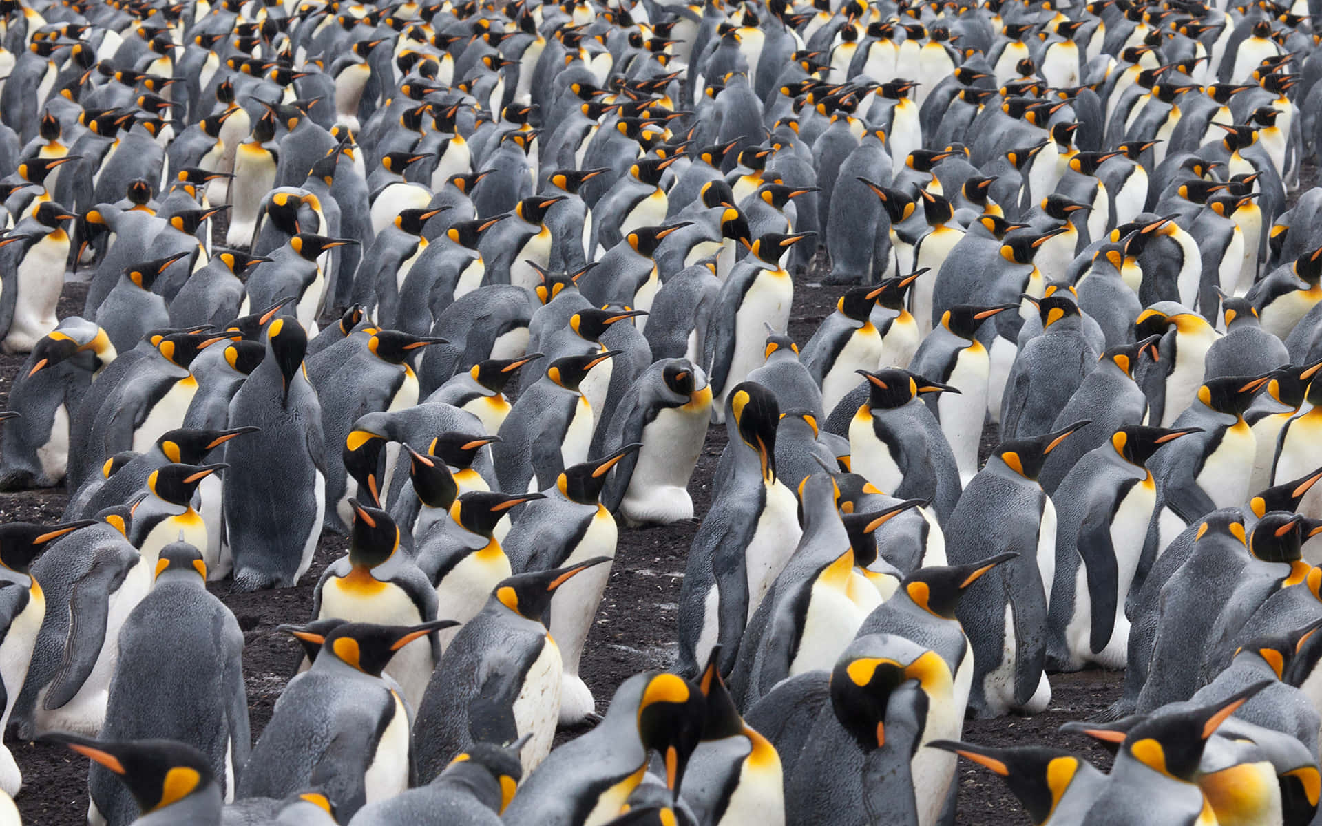 King Penguin Colony Gathering Wallpaper