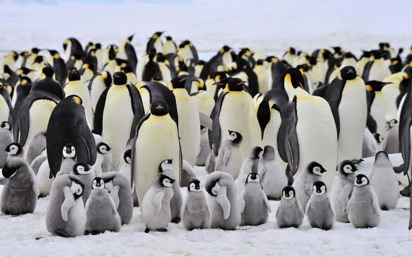 King Penguin Colonywith Chicks.jpg Wallpaper