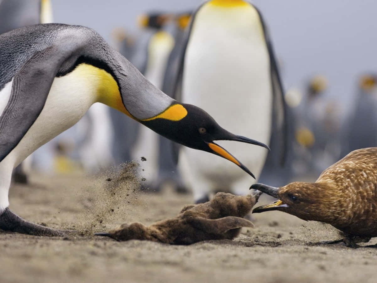 King Penguin Defending Chick From Skua Wallpaper